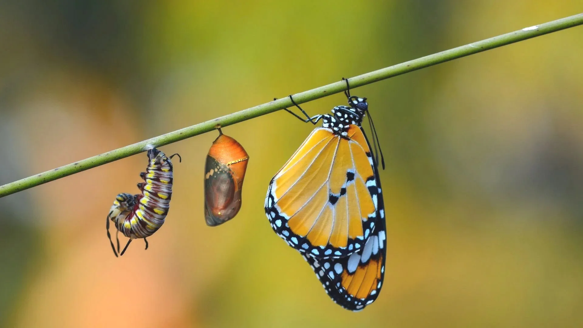 Metamorphosis.