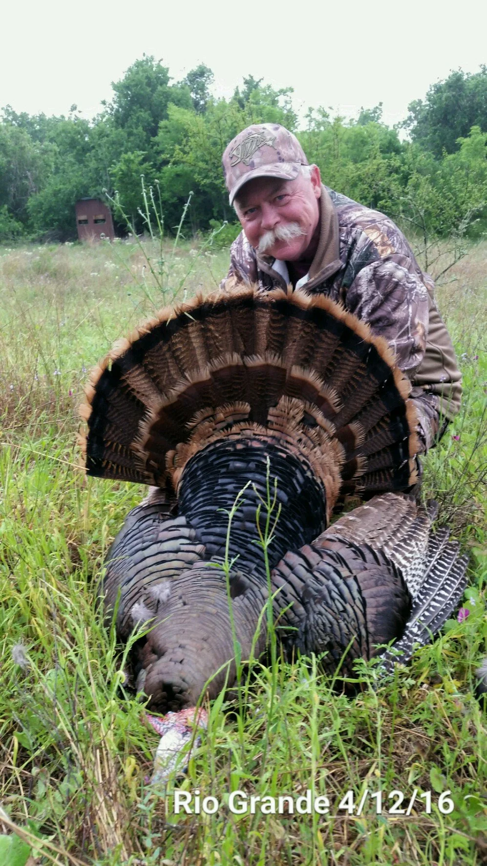 A man in camouflage clothing poses with a large wild turkey he has hunted, lying in tall grass, with trees and a hunting blind in the background, and the text "Rio Grande 4/12/16" at the bottom.