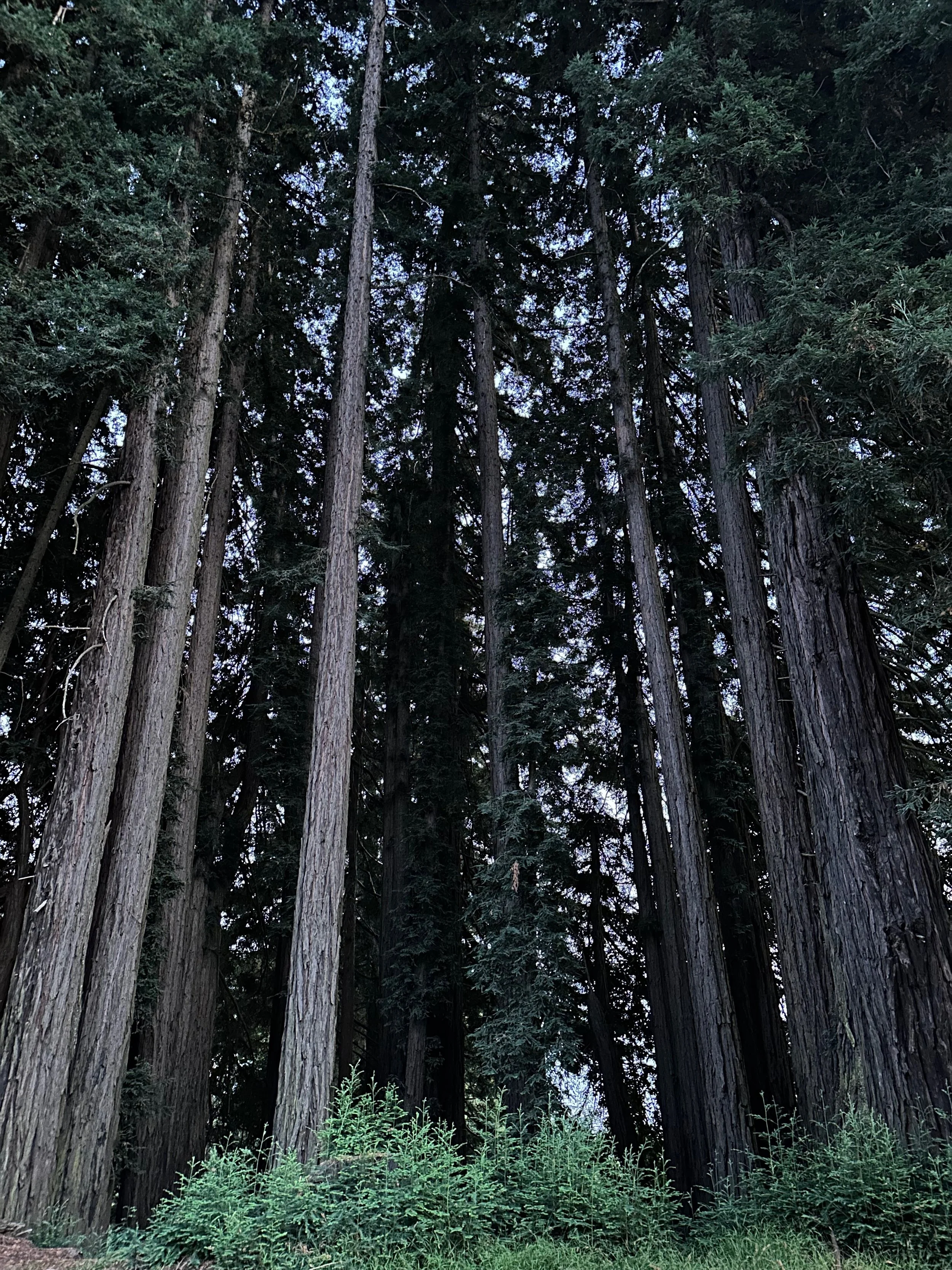 A dense stand of tall, majestic redwood trees reaching towards the sky.