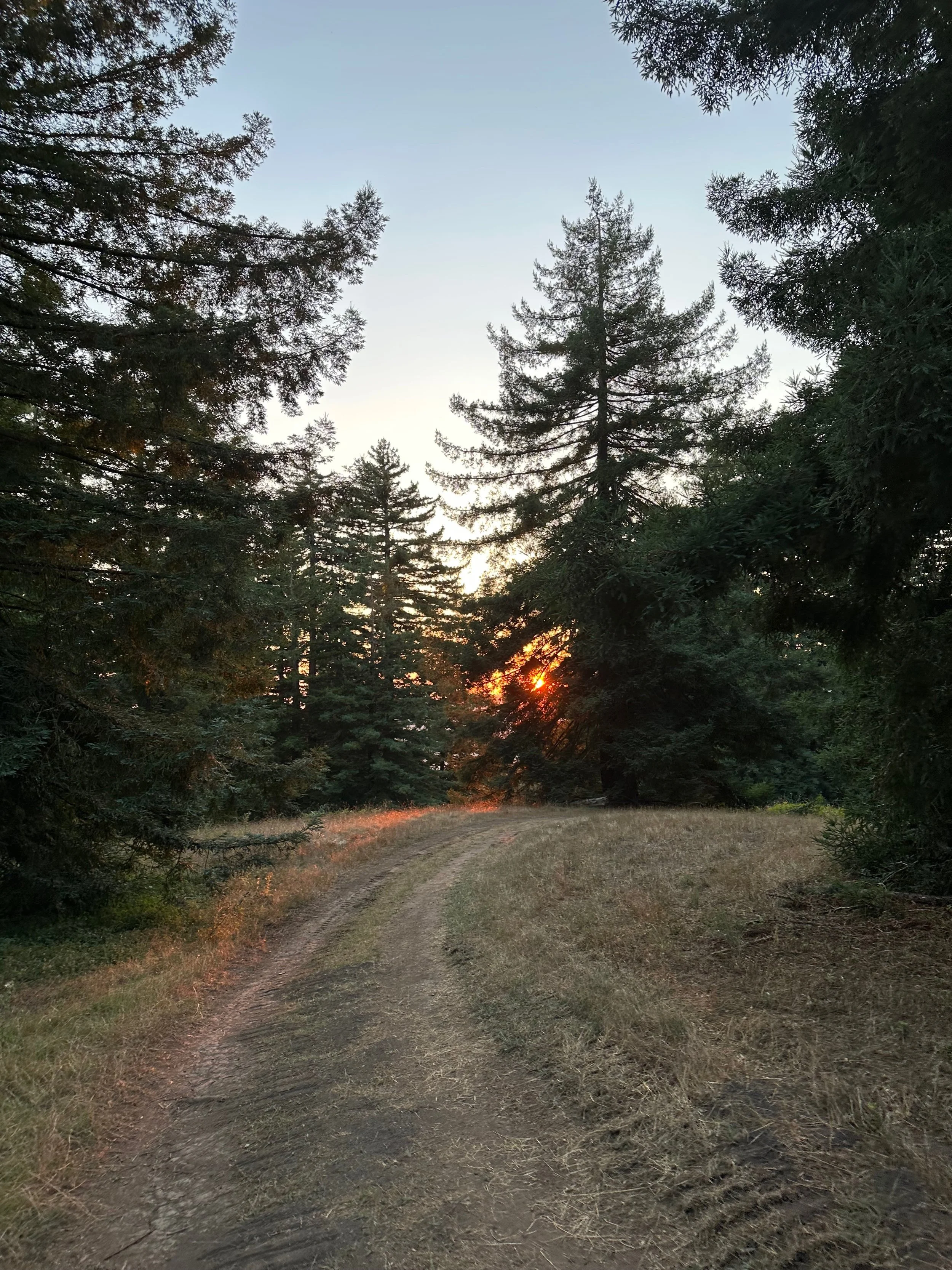 A dirt pathway through a forest with tall trees on either side, and the sun setting in the background.