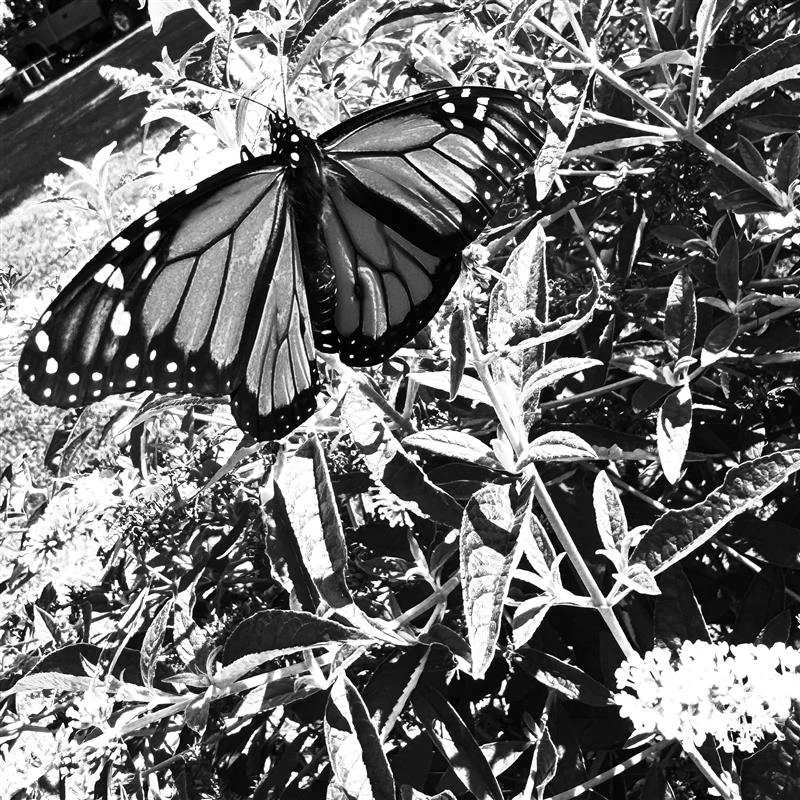 Local woman sets out to save monarch population and loses shoe