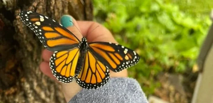 From the Archives: Local Woman Sets Out To Save Monarchs and Loses a Shoe