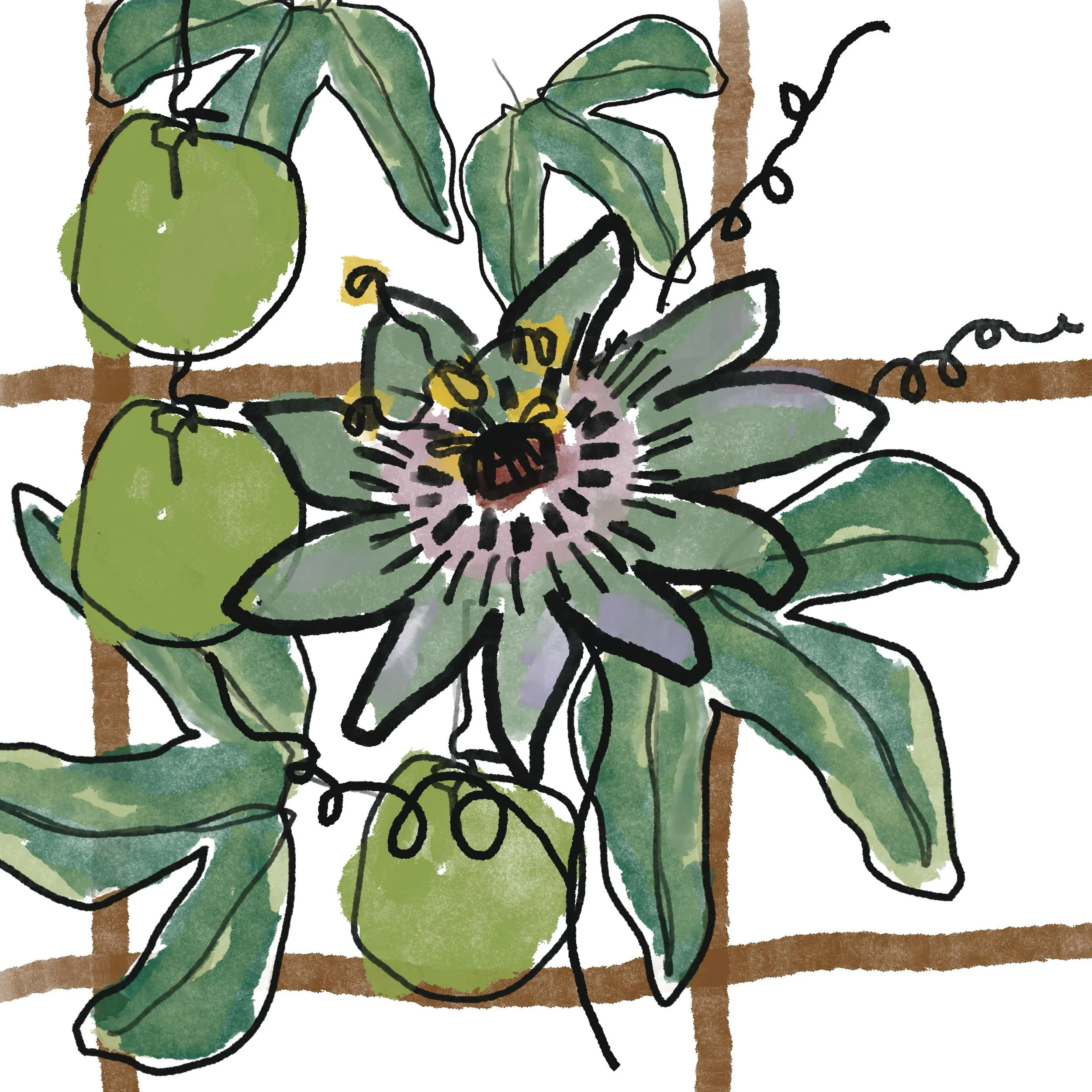 Summer (in the southern hemisphere) is on the way - who doesn&rsquo;t love a passionfruit vine in flower?
