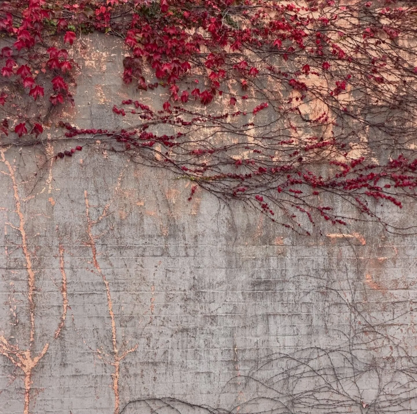 Ah Autumn - my favourite!
1. In my neighbourhood 
2.  @amano_nz fab Auckland dining with my mate Murph!
3. An English interior mag snap
4. Stunning shot by @flowersvasette 
5. @juliehamiltoncreative collage 
6. @ngvmelbourne Vivian Westwood 
7.  Wow 