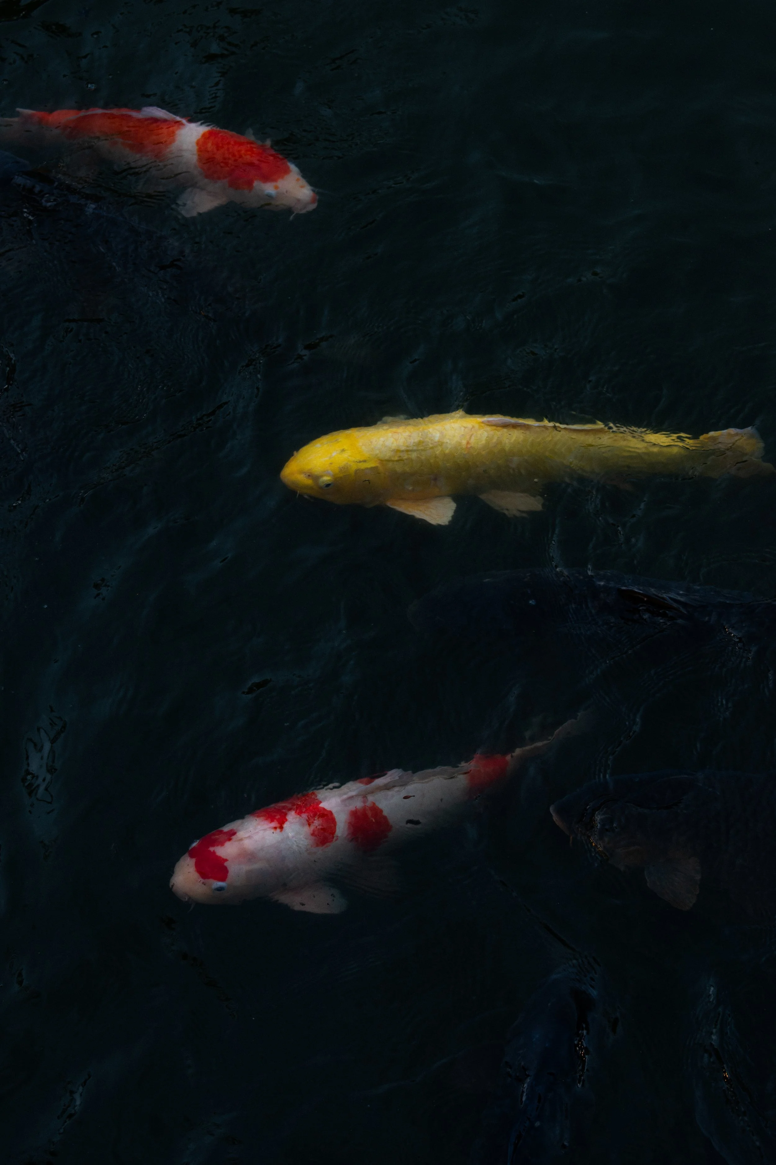 koi.jpg