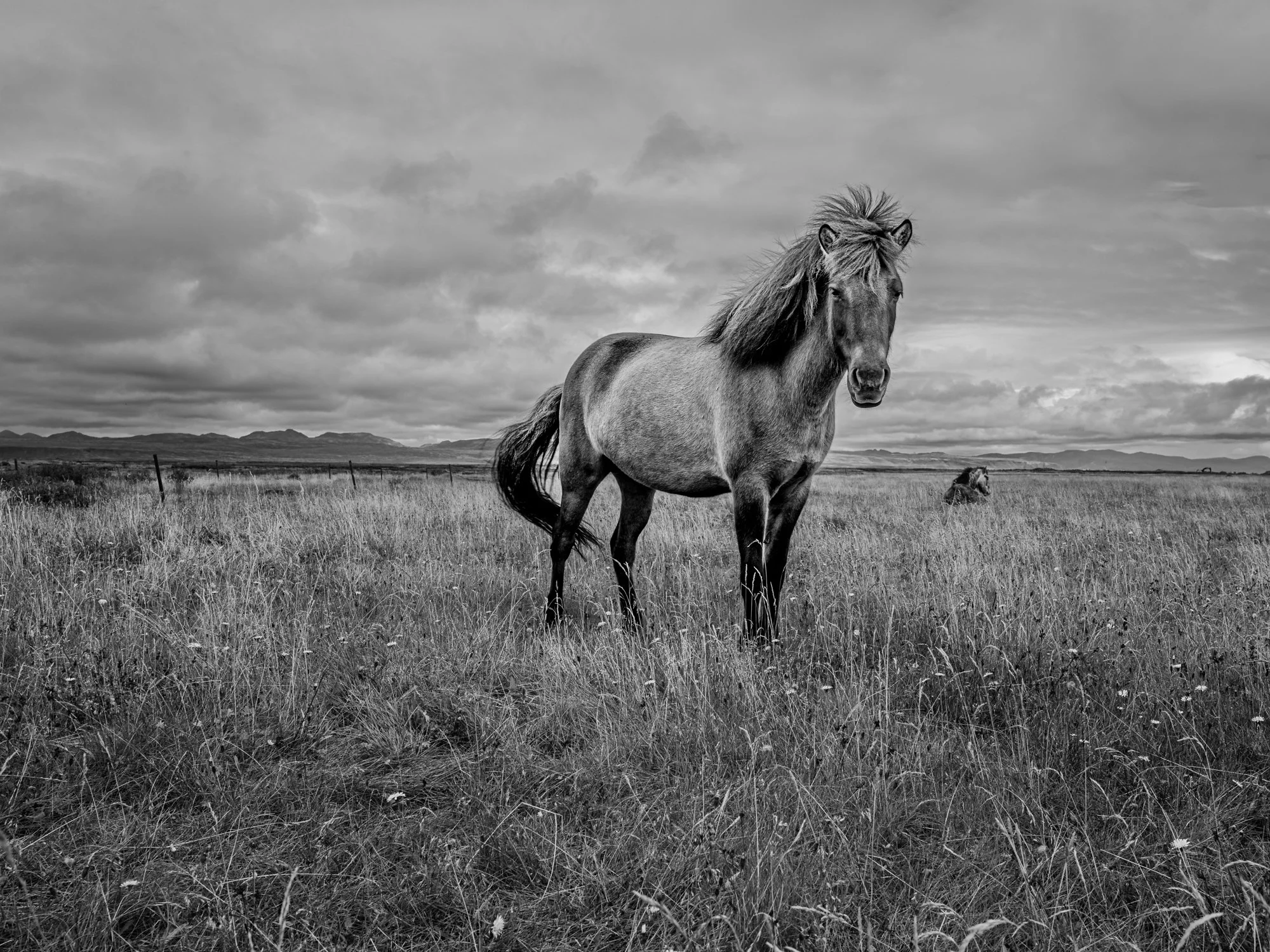 Wild & Tame