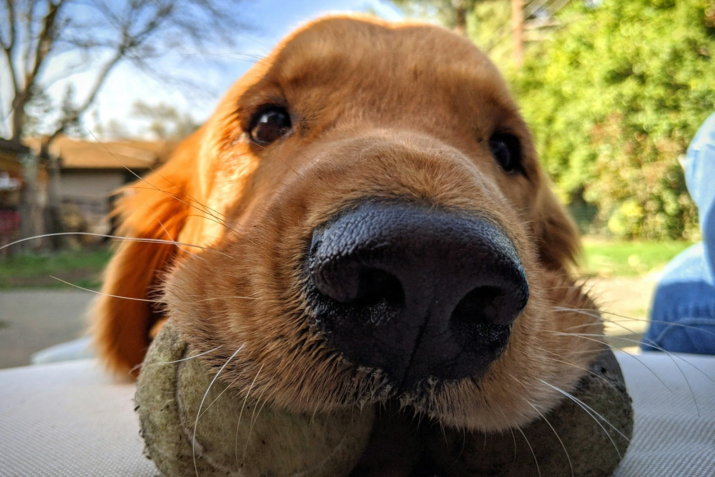 Close-up of a golden retriever's face resting on a stone with a background of trees and a house, taken outdoors.