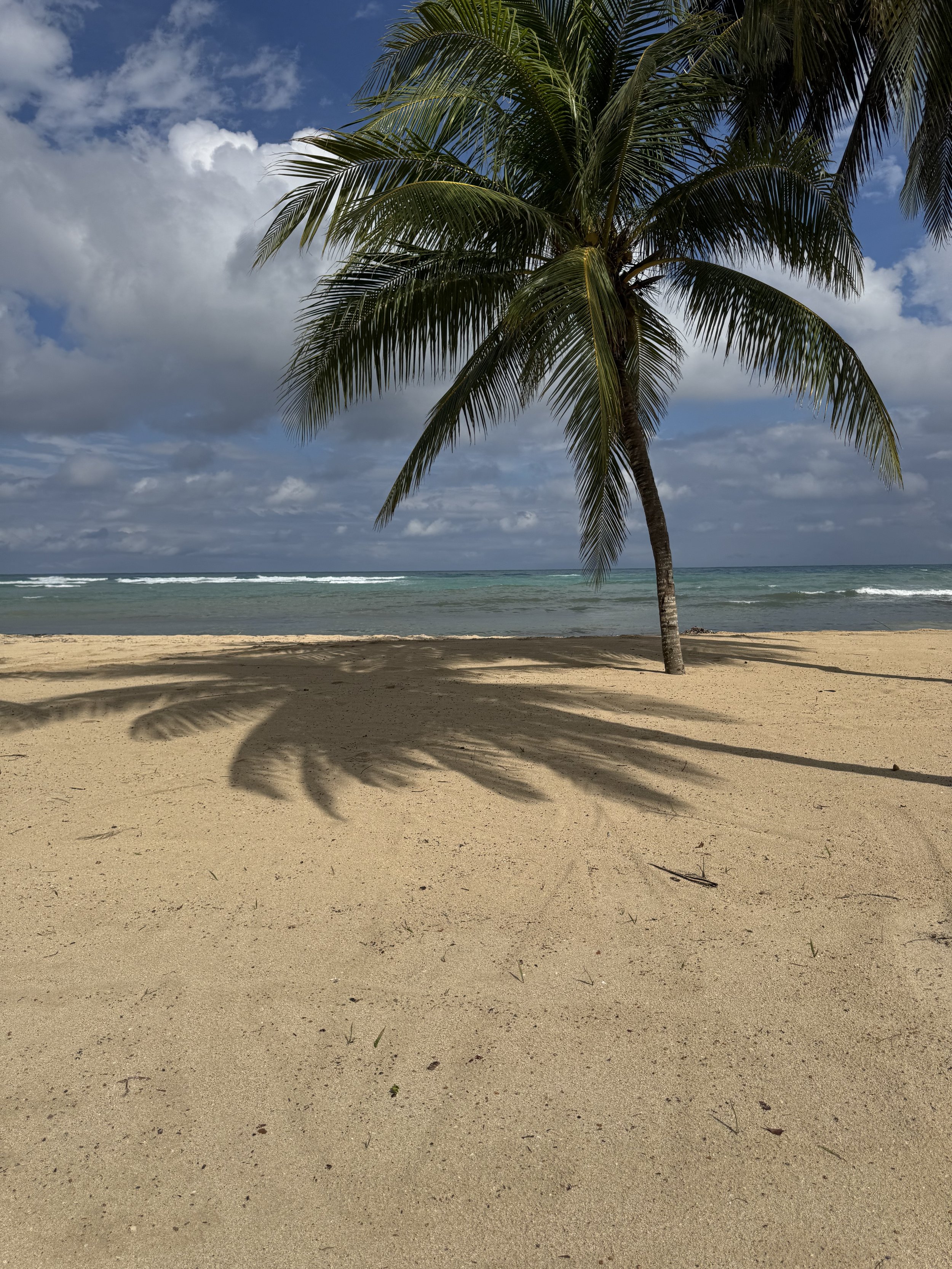 Palm tree on a beach on a clear day with blue skies and emerald water.
