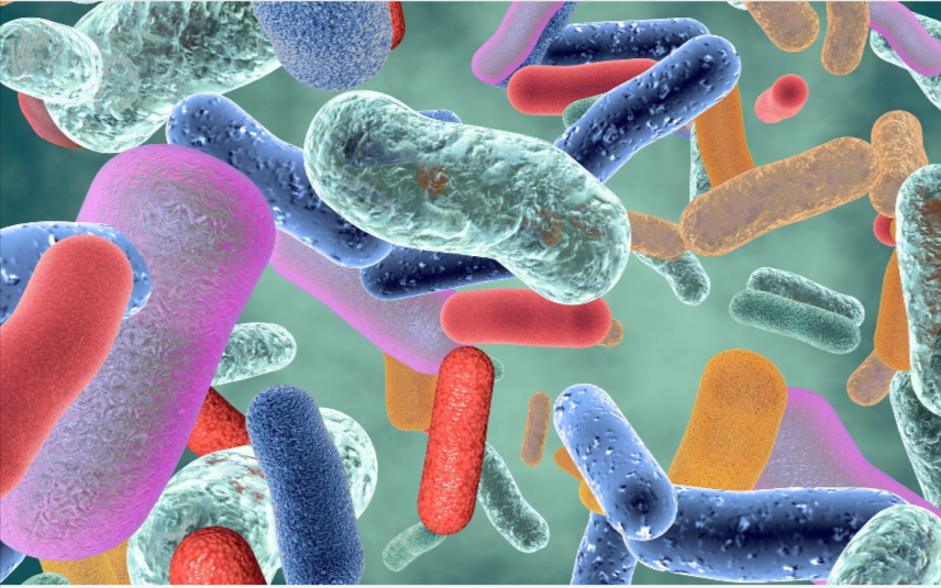 Restore your gut health.png