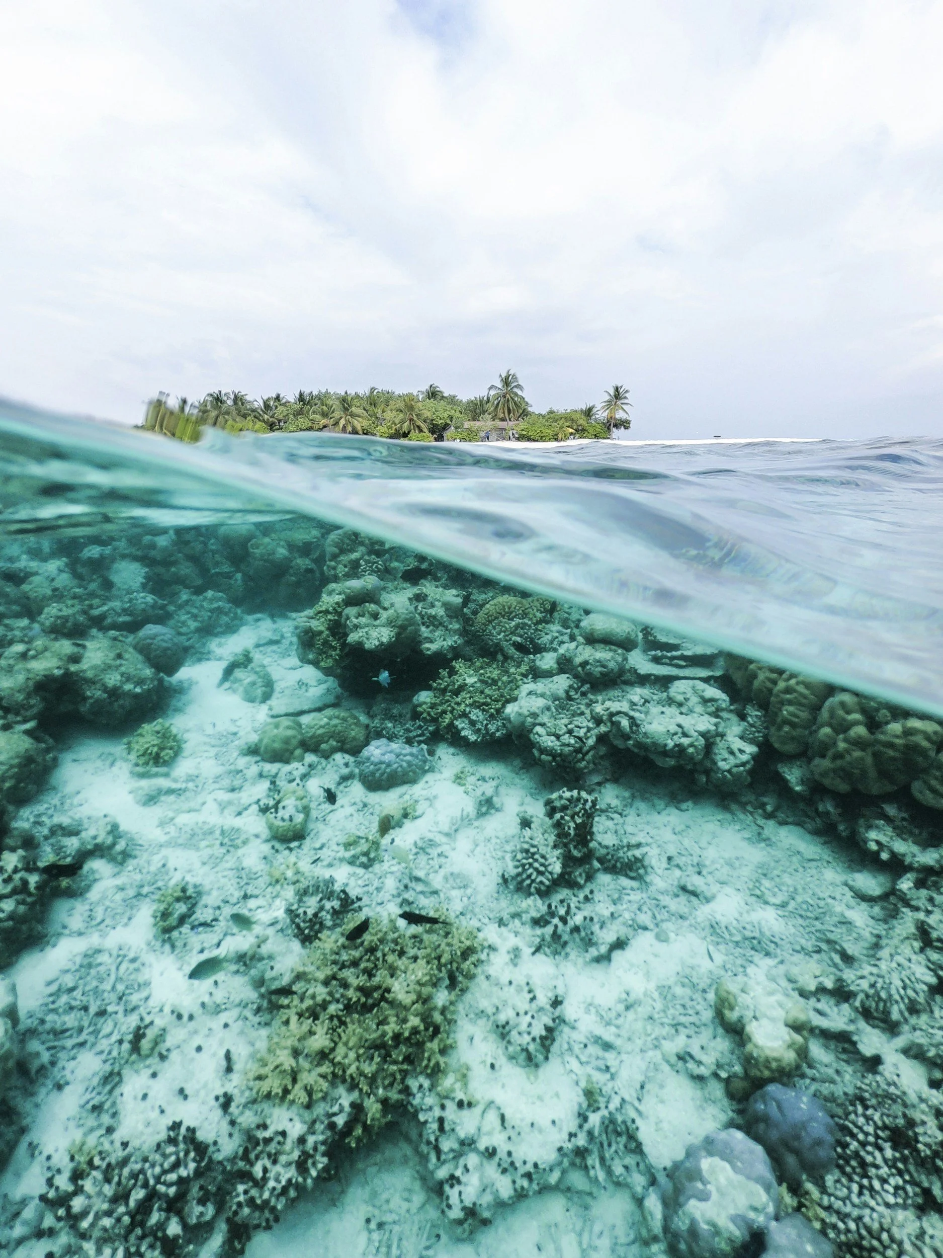 Underwater view of coral reef with clear blue water, and lush tropical island with palm trees in the background under a cloudy sky.