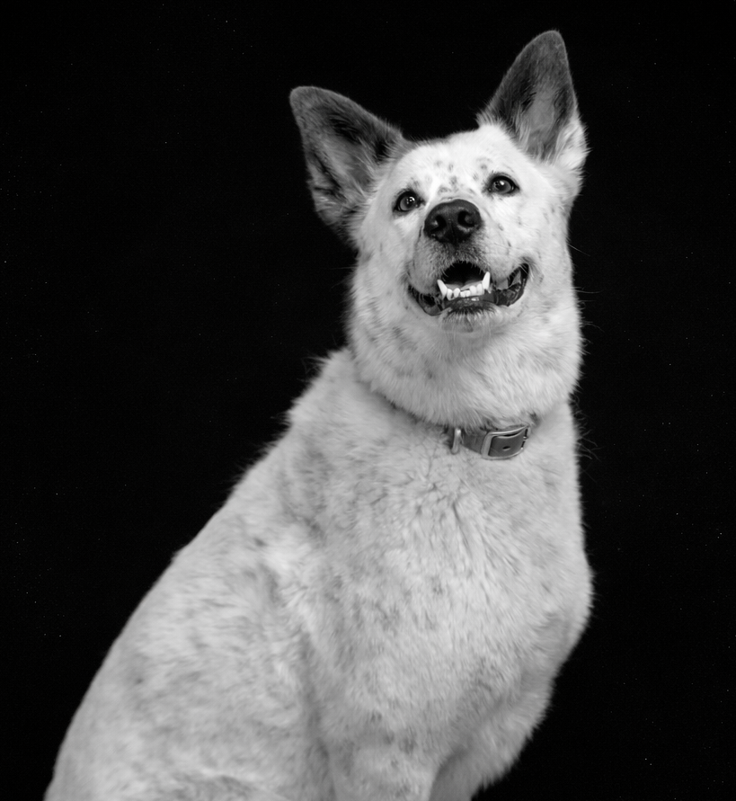 Black and white photo of a happy mixed-breed dog with erect ears, smiling against a black background.