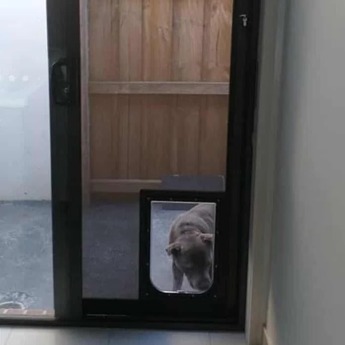 A gray cat peeking through a pet door in a glass sliding door, with a wooden fence and concrete ground outside.