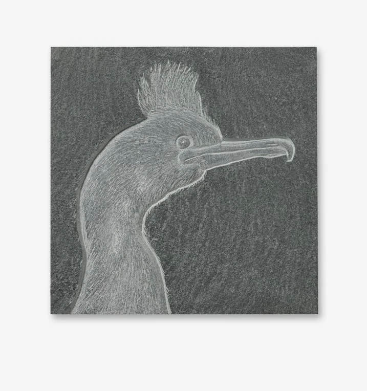 European Shag by Tanja Bolenz