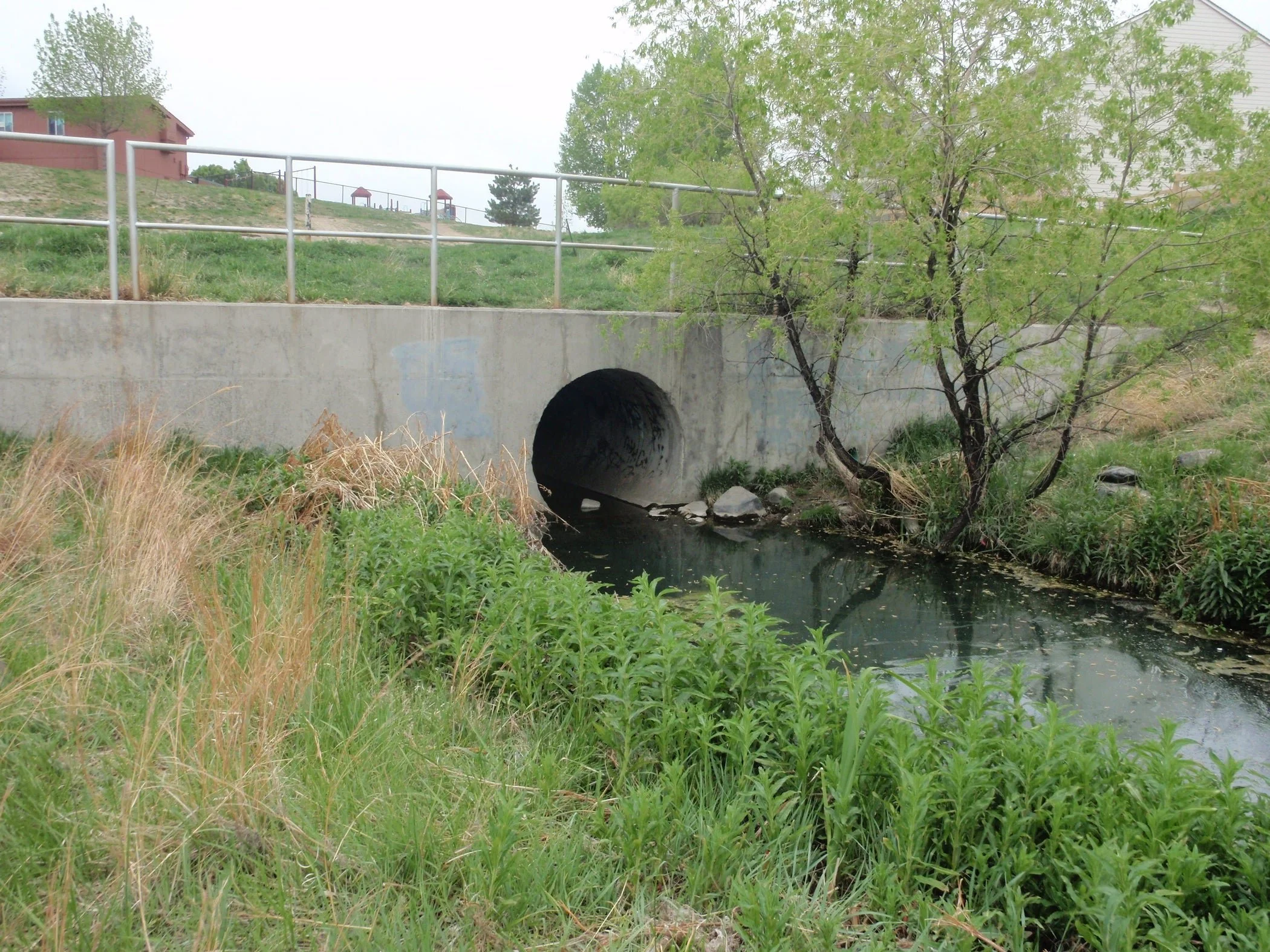 Concrete culvert pipe under a bridge, with water flowing through it surrounded by green vegetation and a small tree, on a grassy area near houses and a metal guardrail.