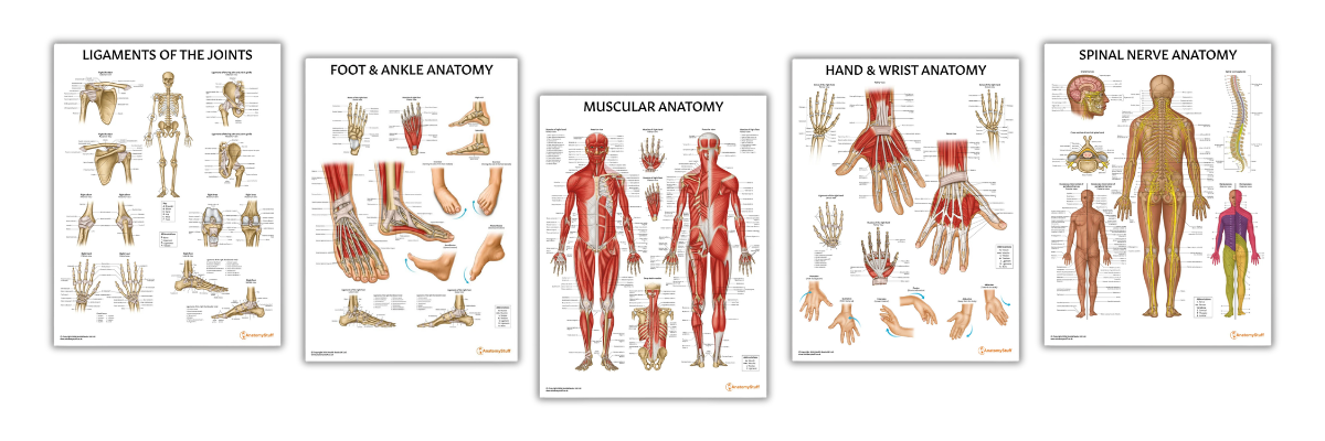 AnatomyStuff posters graphic