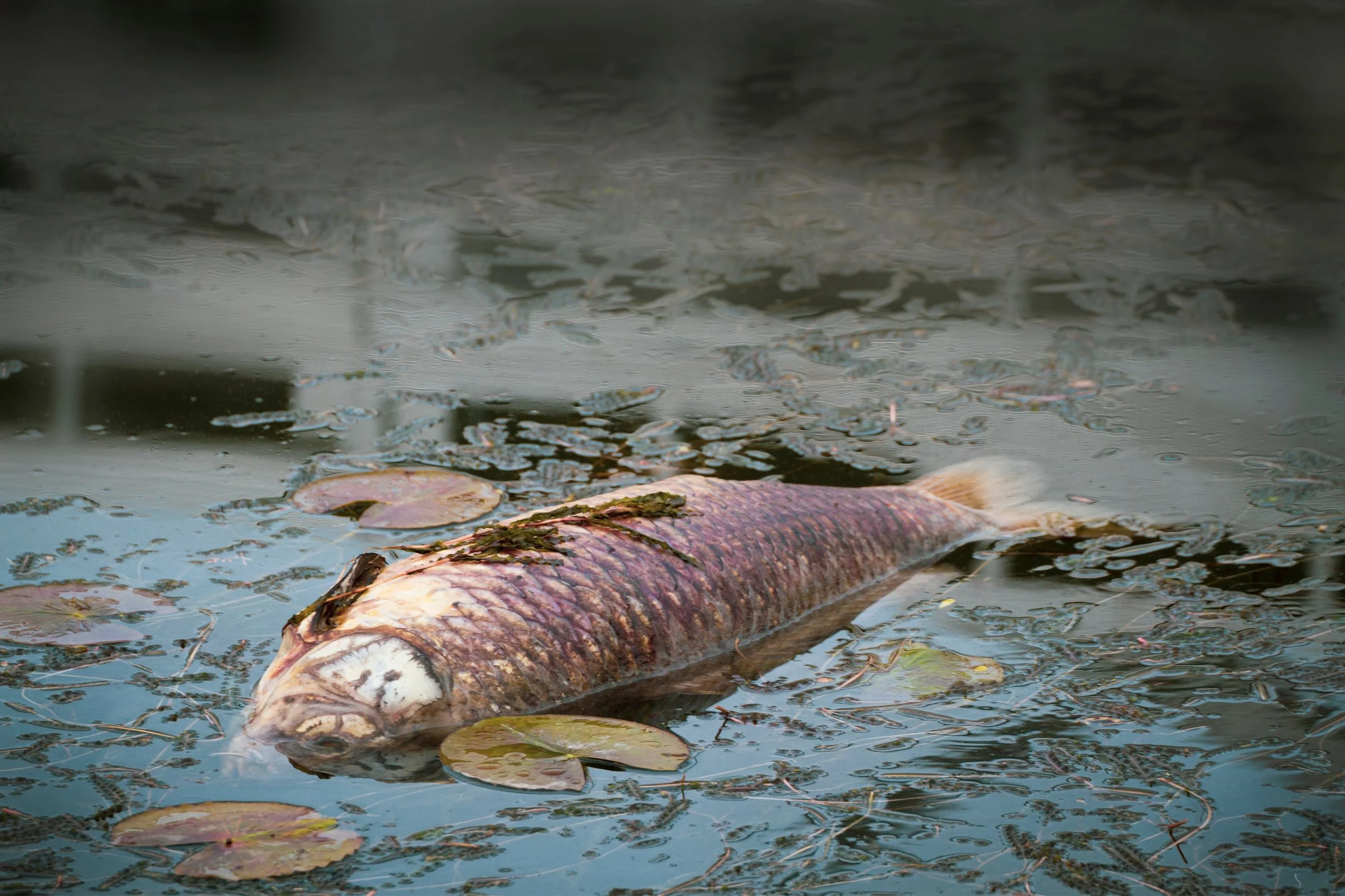 The Impact of Baitfish on Freshwater Conservation