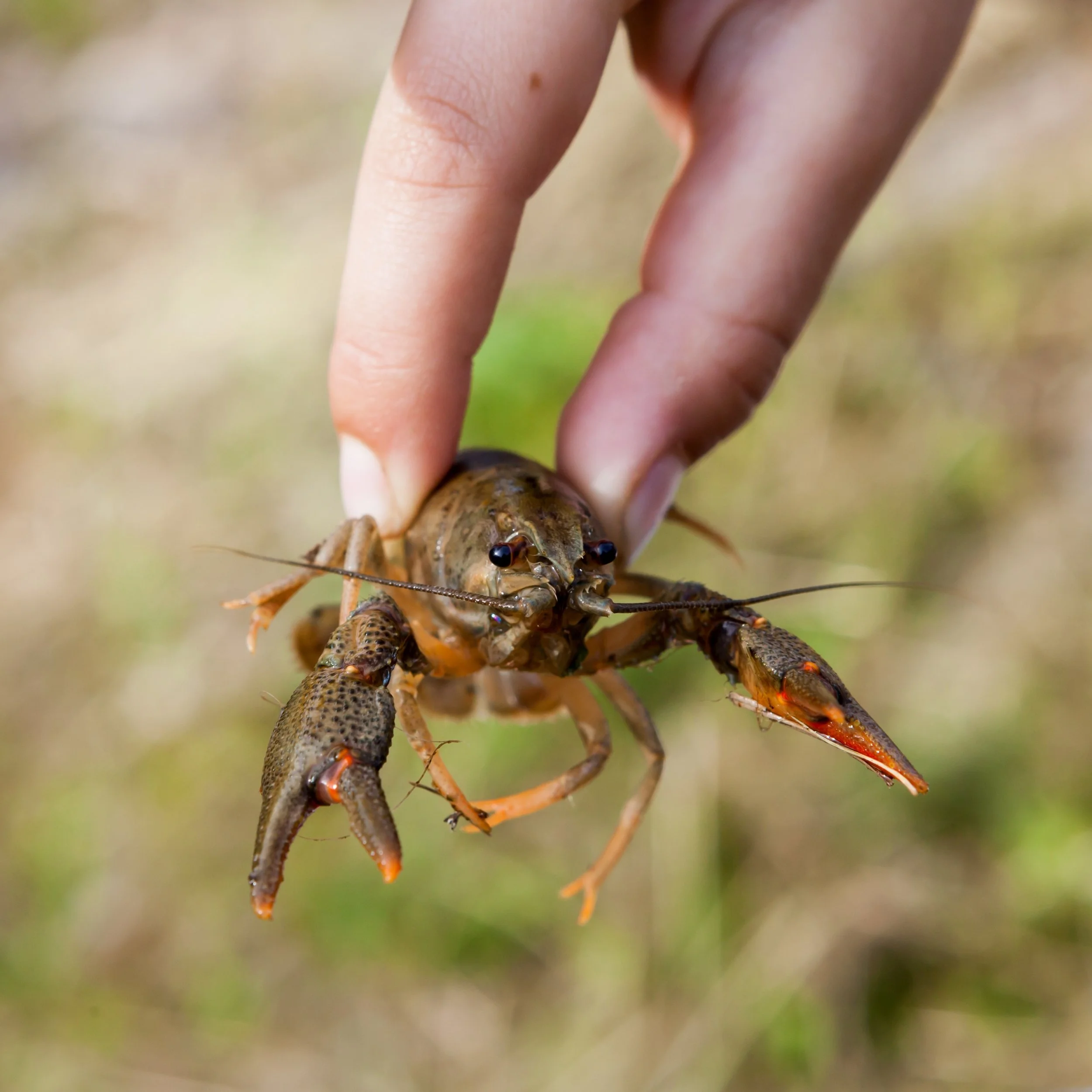 The Rusty Crayfish Invasion