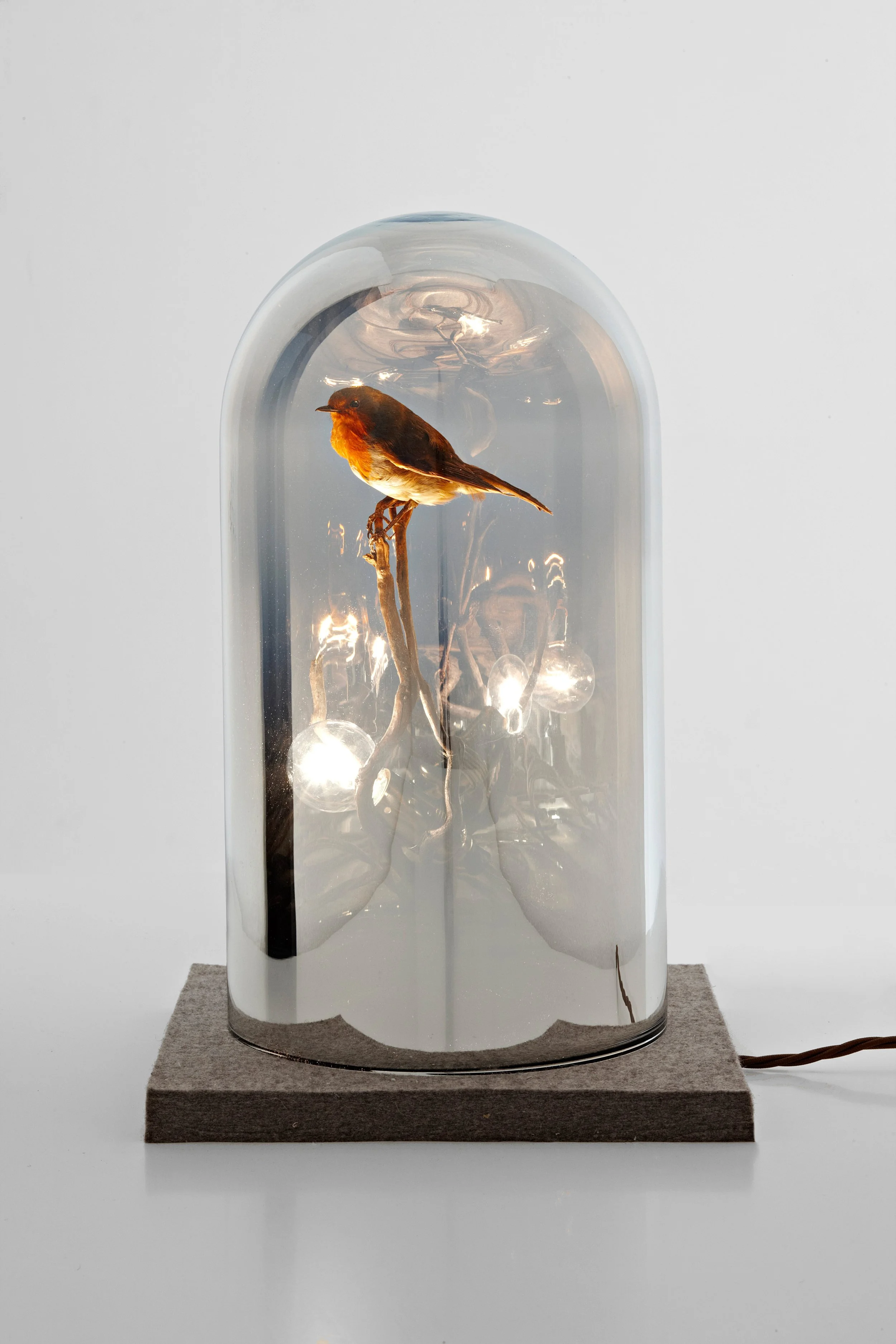RolfSachs_curiosities_rubecula_2.jpg