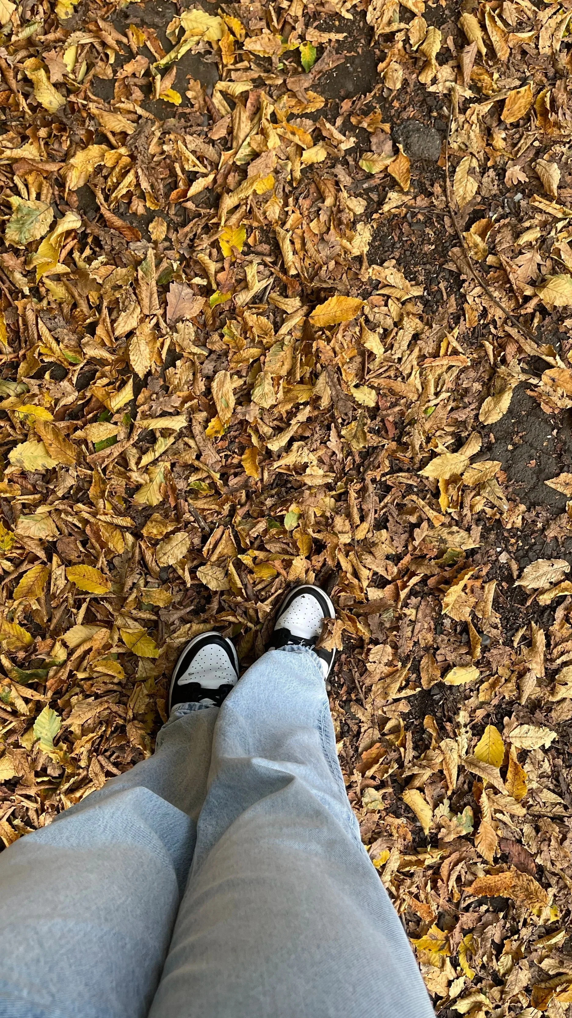 Photo from above of a person wearing gray jeans and white sneakers standing on a ground covered with fallen yellow and brown leaves.