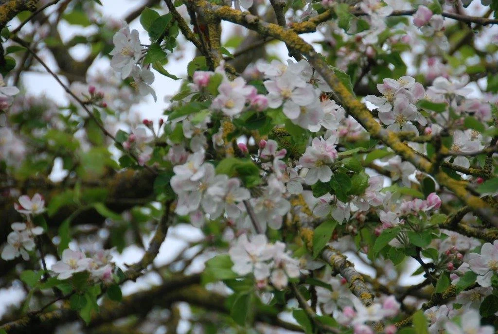 20230506_Butterblommetocht Alverimgem_ (klein) (46).jpg