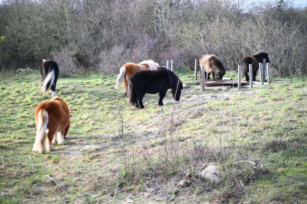 20251227_Winterwandeldag (groot) (20).jpg