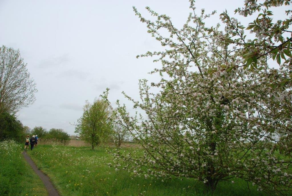20230506_Butterblommetocht Alverimgem_ (klein) (47).jpg