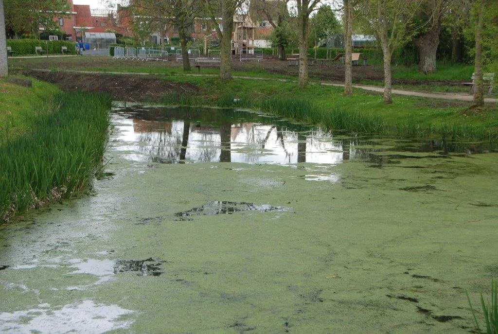 20230506_Butterblommetocht Alverimgem_ (klein) (95).jpg