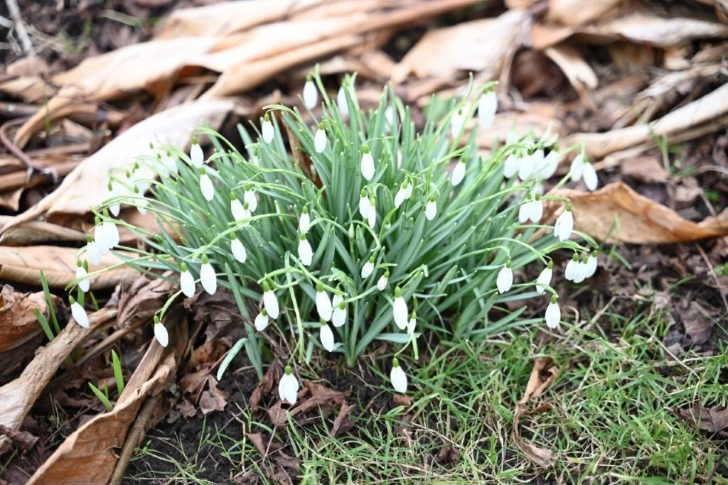 20260215_Kruwerstocht (gr) (17).jpg