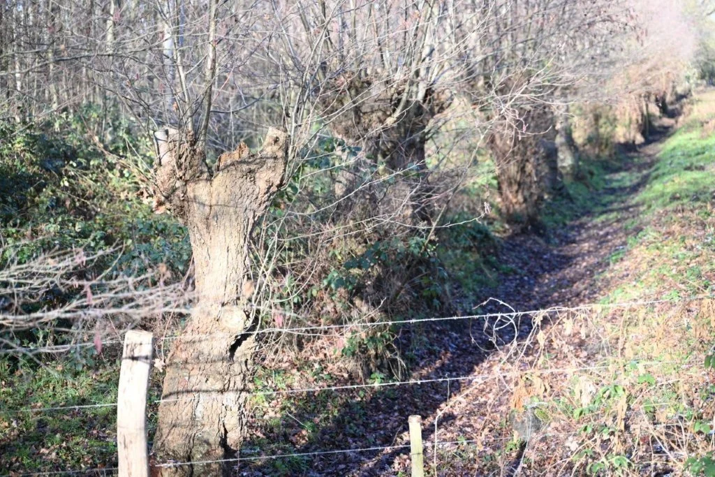 20260104_Nieuwjaarstocht De Pinte (groot) (26).jpg