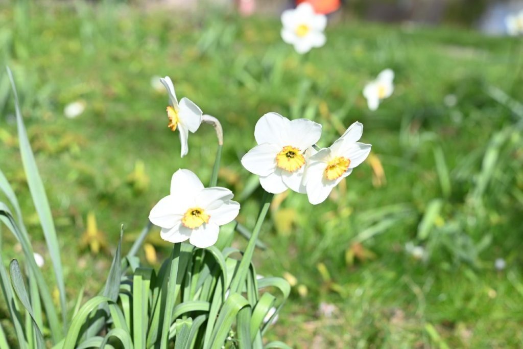 20260409_Jachthaventocht (gr) (20).jpg