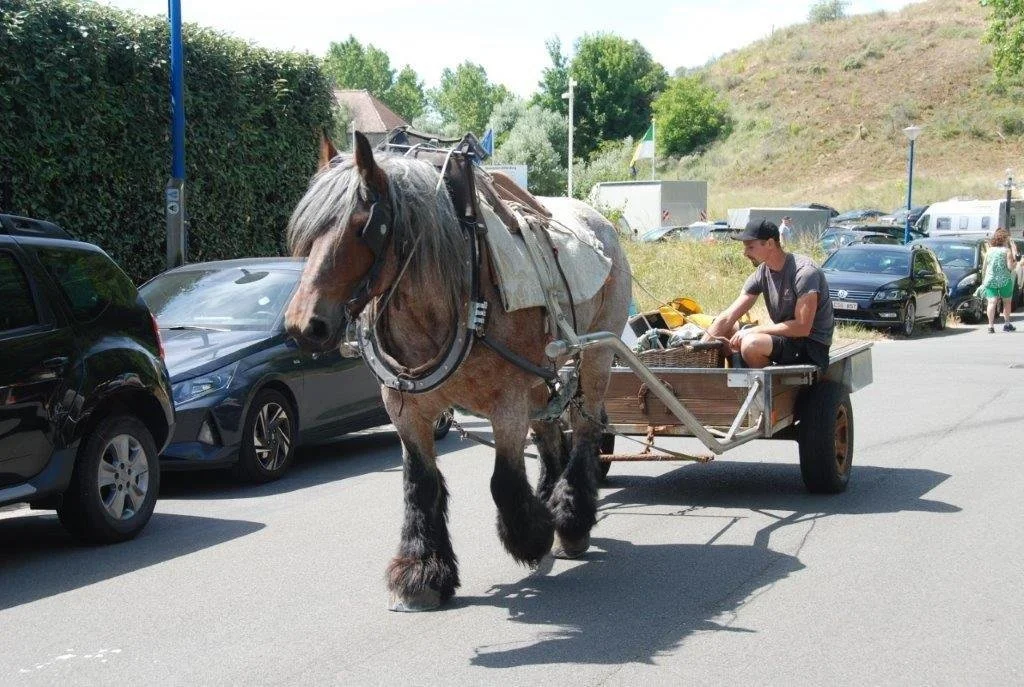 20240629_paardenvisser (klein (42).jpg