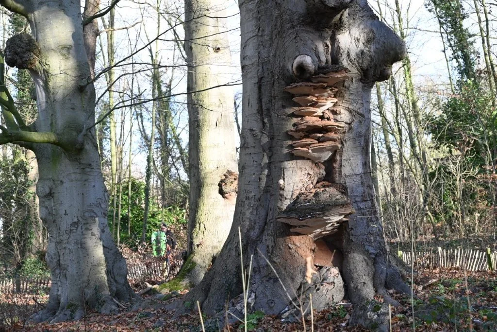 20260104_Nieuwjaarstocht De Pinte (groot) (30).jpg