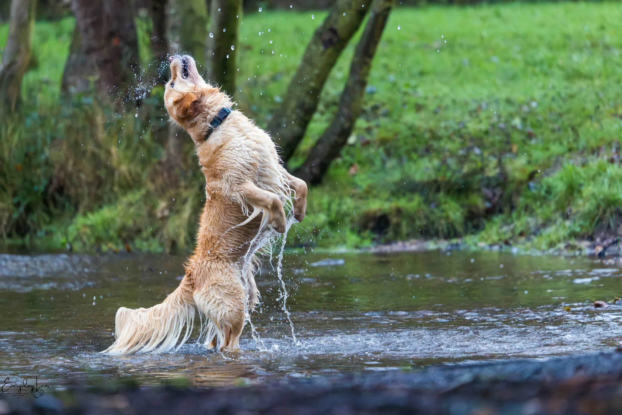 Golden retriever dog jumping out of a brook, wet fur, splashing water, green grass and trees in the background.