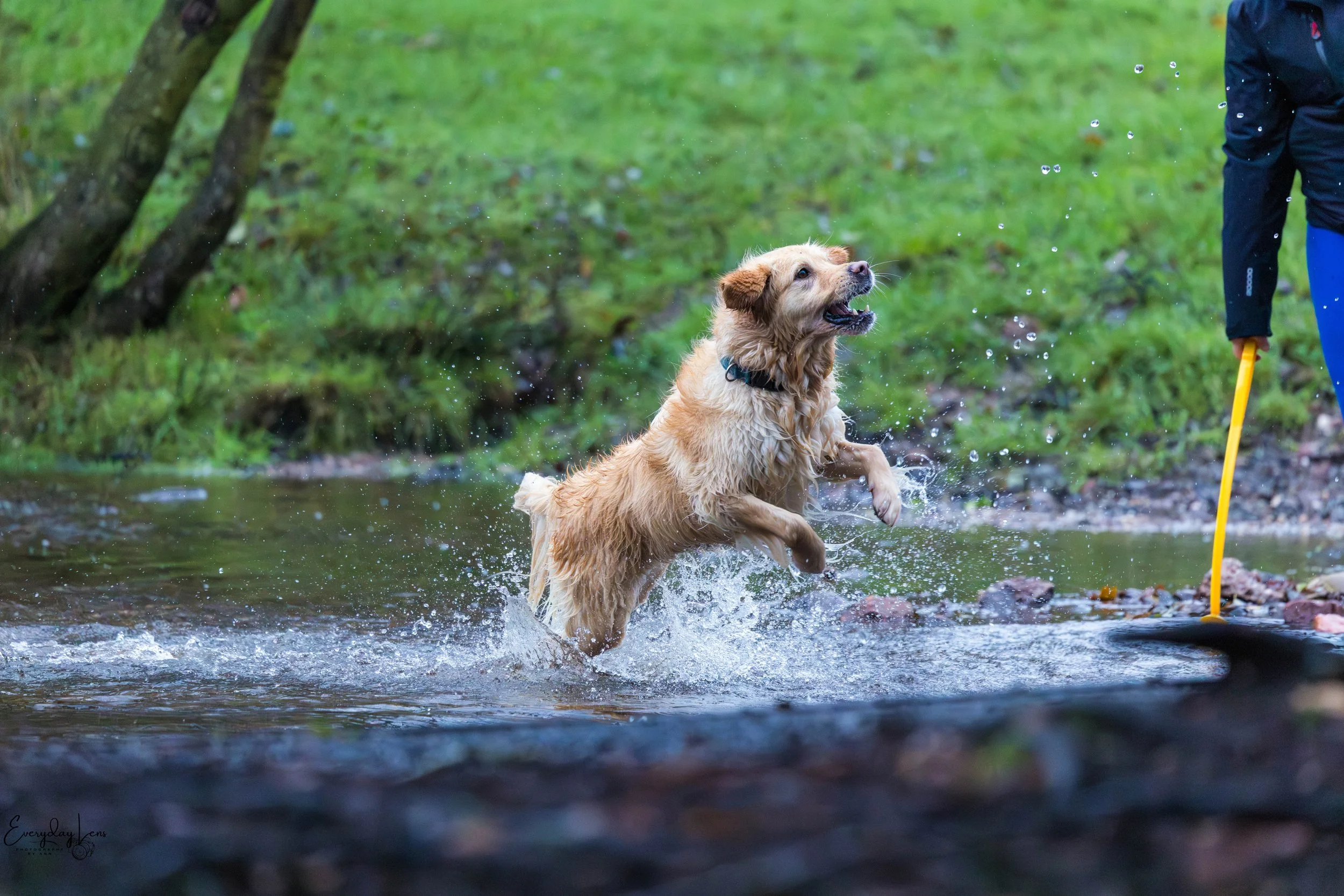 Golden retriever dog jumping in shallow creek as a person stands nearby holding a paddle, surrounded by lush green trees and grass.