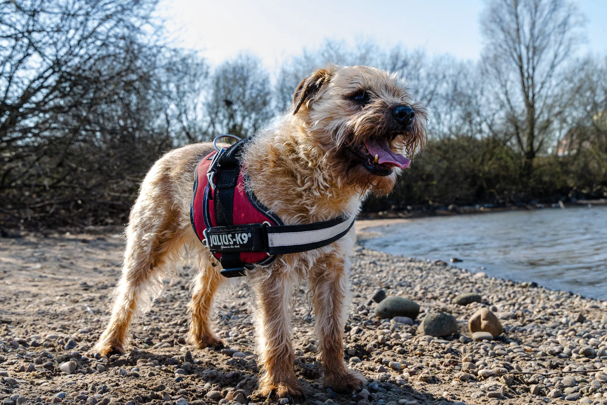A small, scruffy dog wearing a red harness standing on a rocky beach near water with trees in the background.