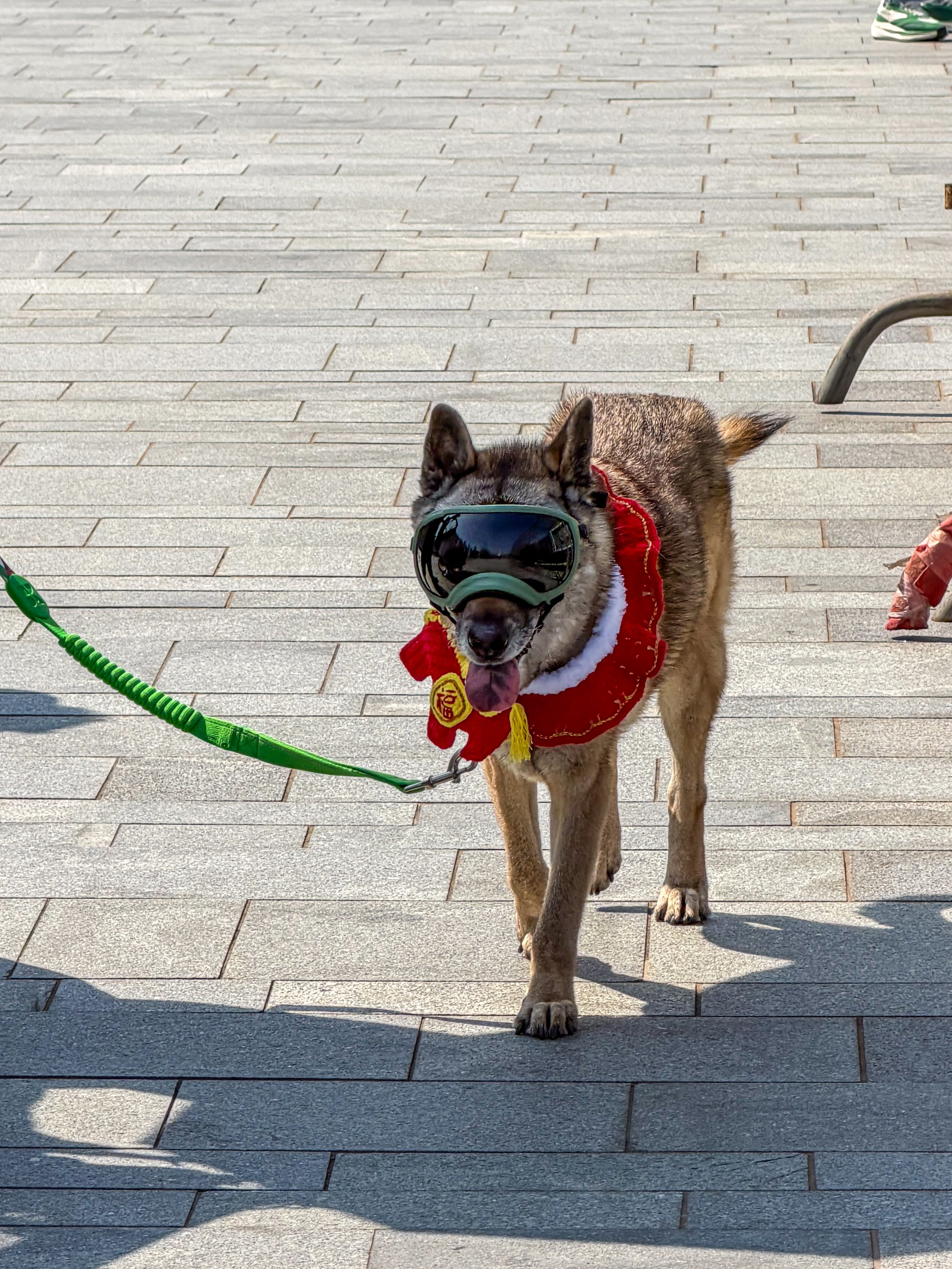 A dog wearing goggles and a red scarf decorated for a celebration walking on a paved surface.