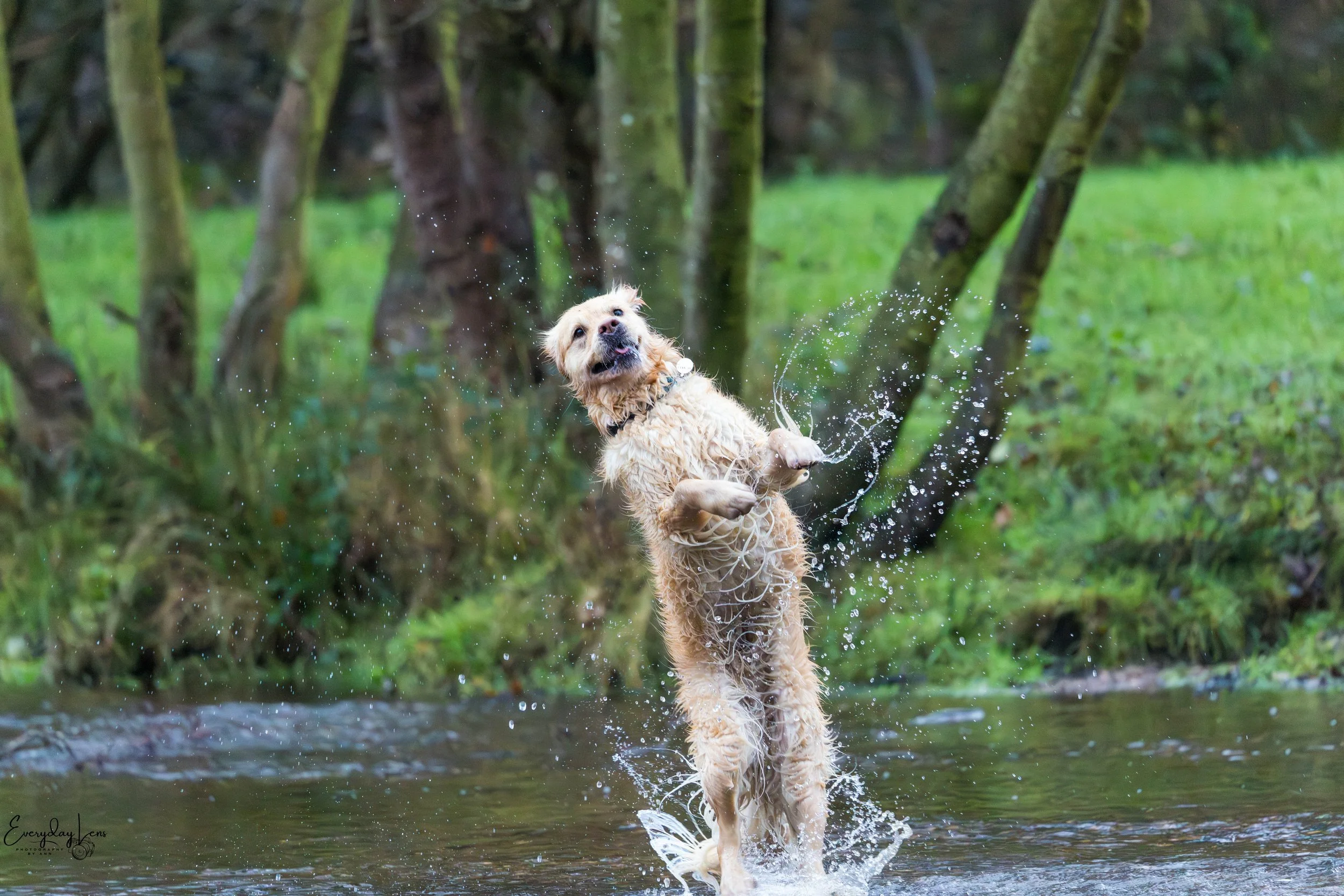 A golden retriever dog playing and splashing water in a river.