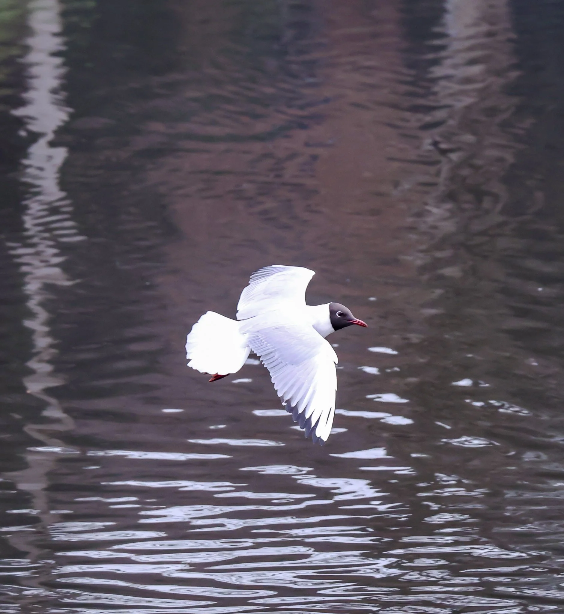 A seagull flying over a body of water with ripples.