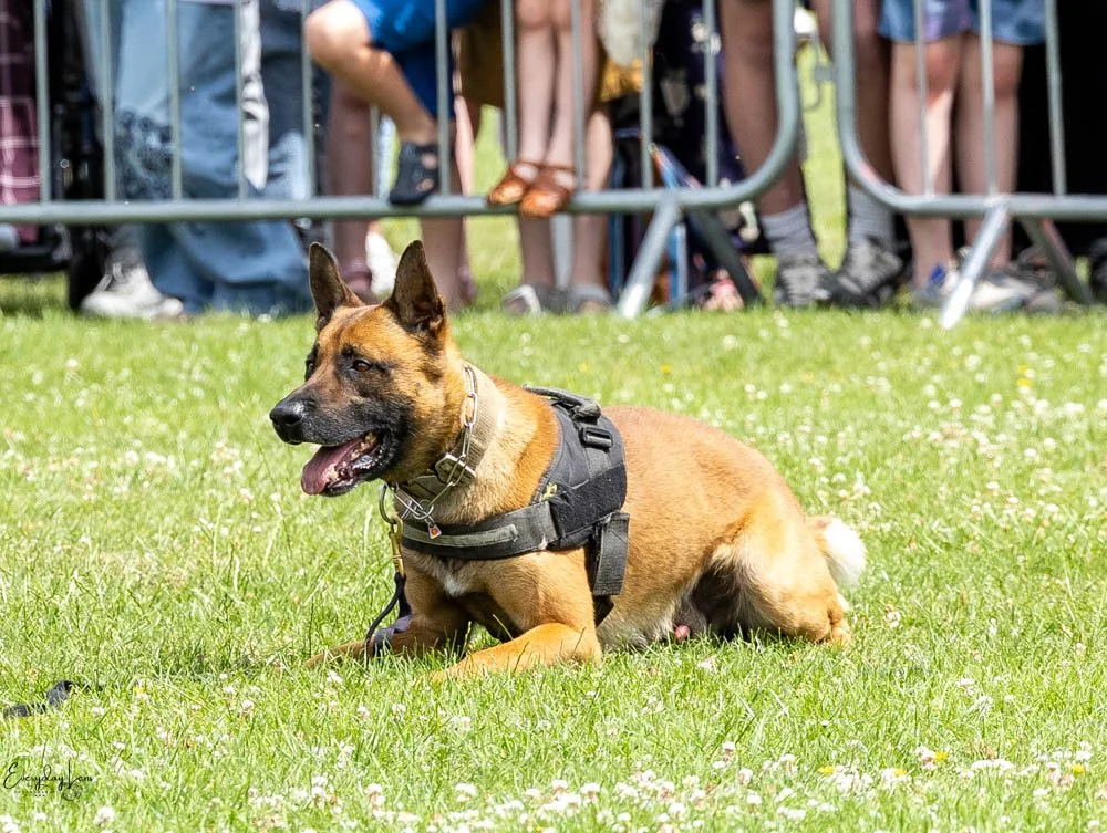 20260628_Walsall_AFD-82.jpg