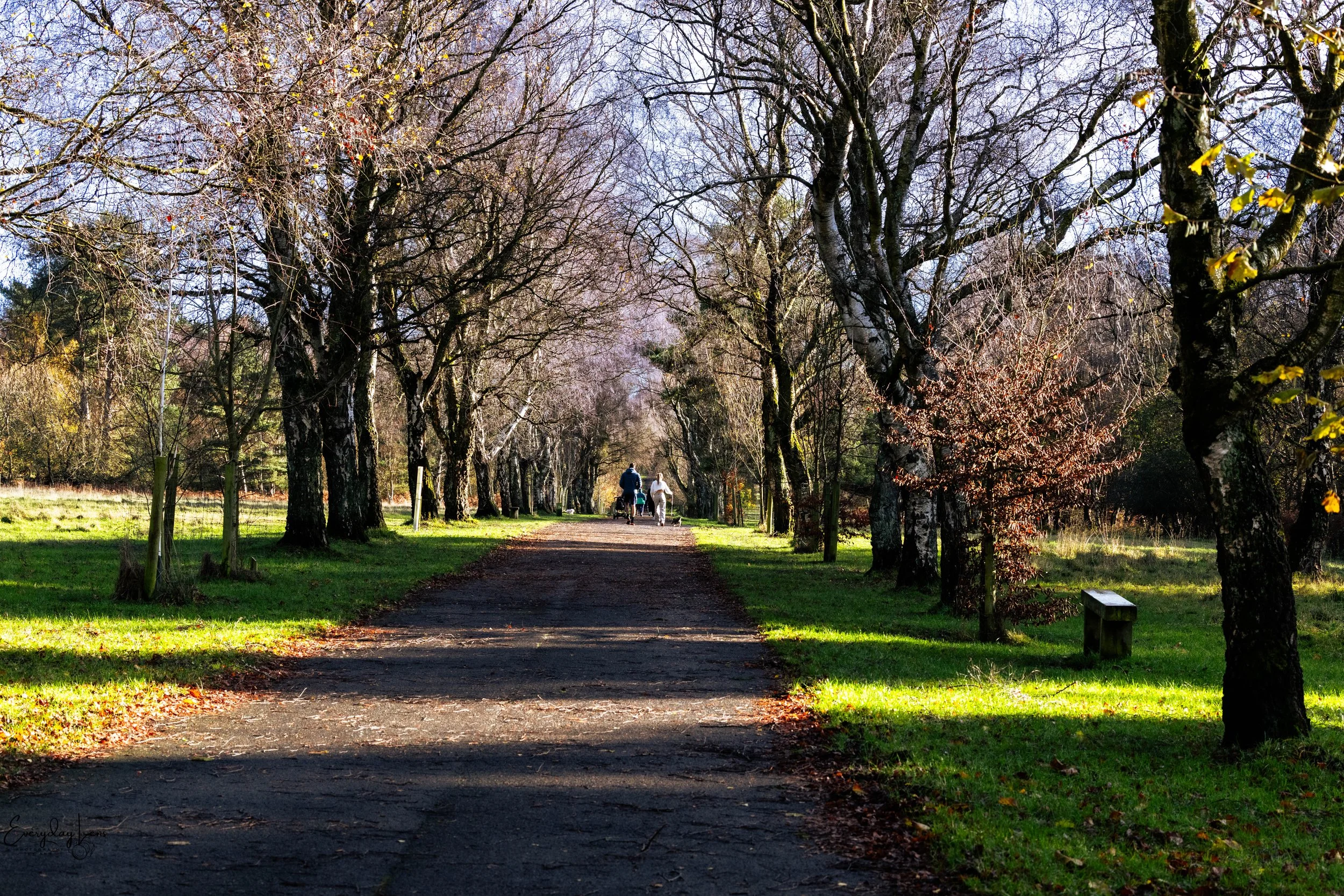 A tree-lined park path with two people walking, surrounded by leafless trees and patches of grass on either side.