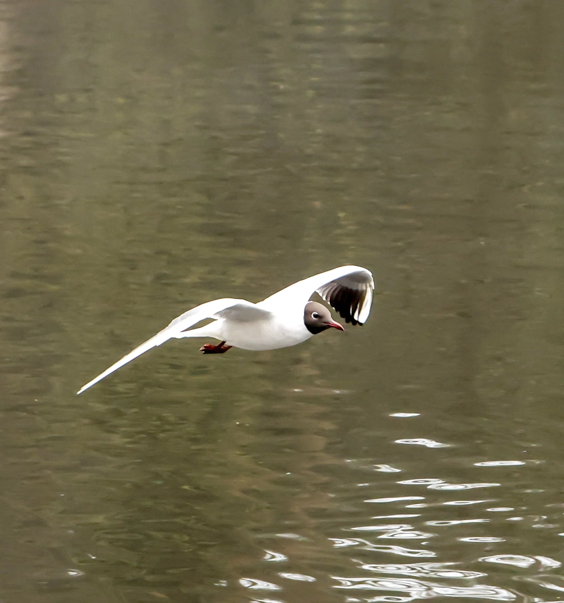 A bird flying over water with one wing slightly raised.