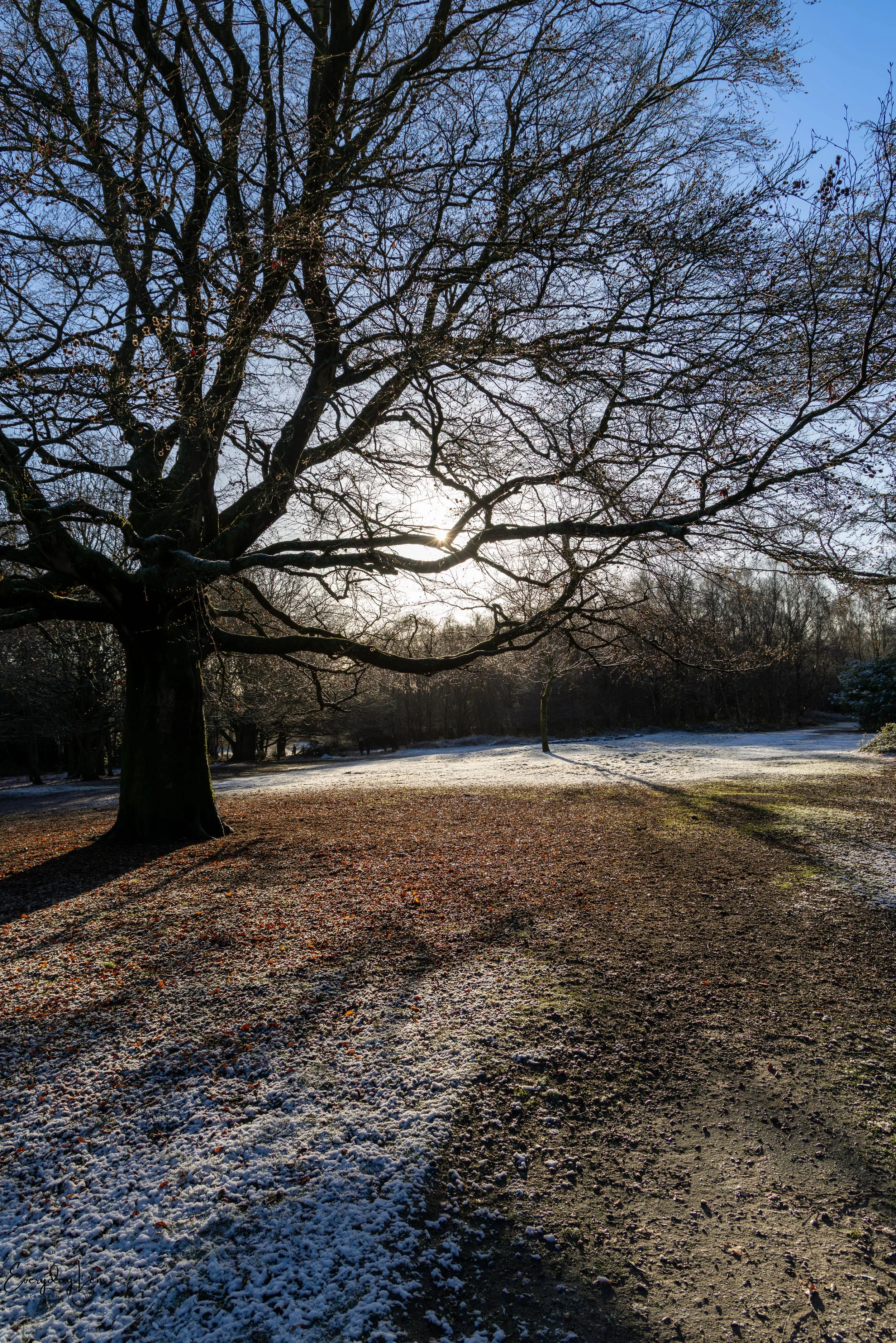 A leafless tree casting long shadows on a semi-snow-covered ground in a park during winter with a clear blue sky in the background.