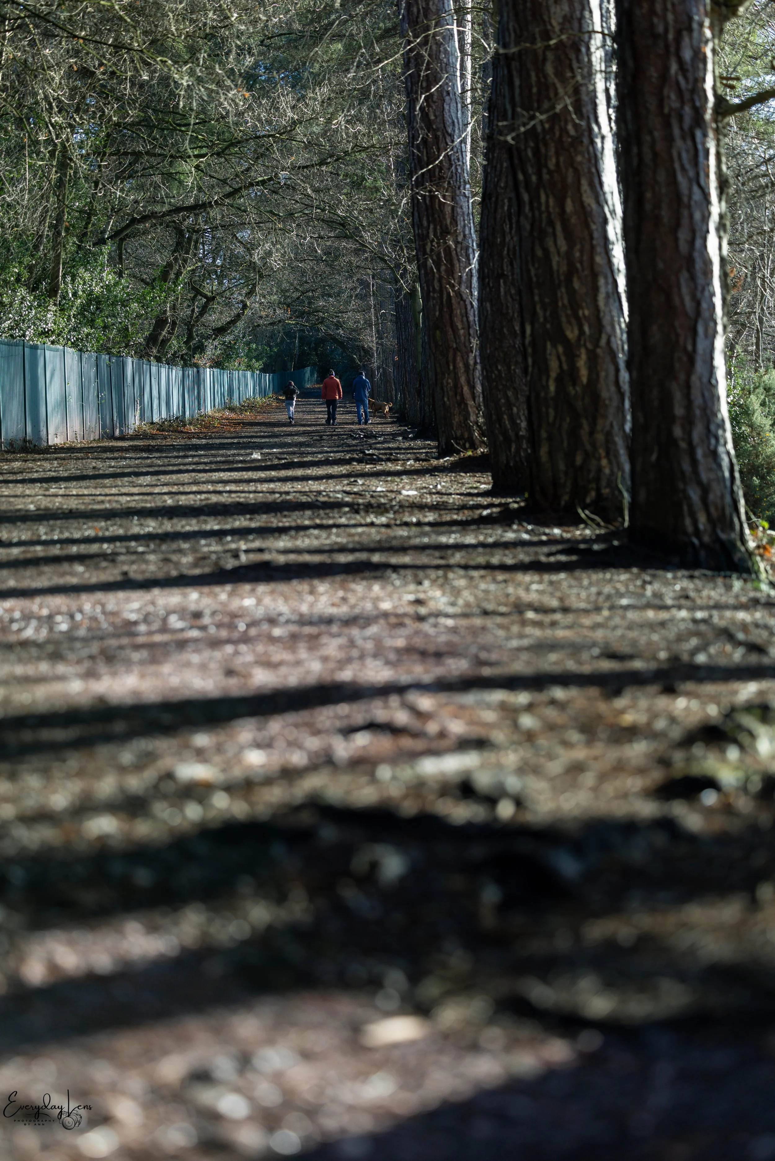 People walking along a dirt trail in a wooded park with tall trees casting shadows and a metal fence on the left side.
