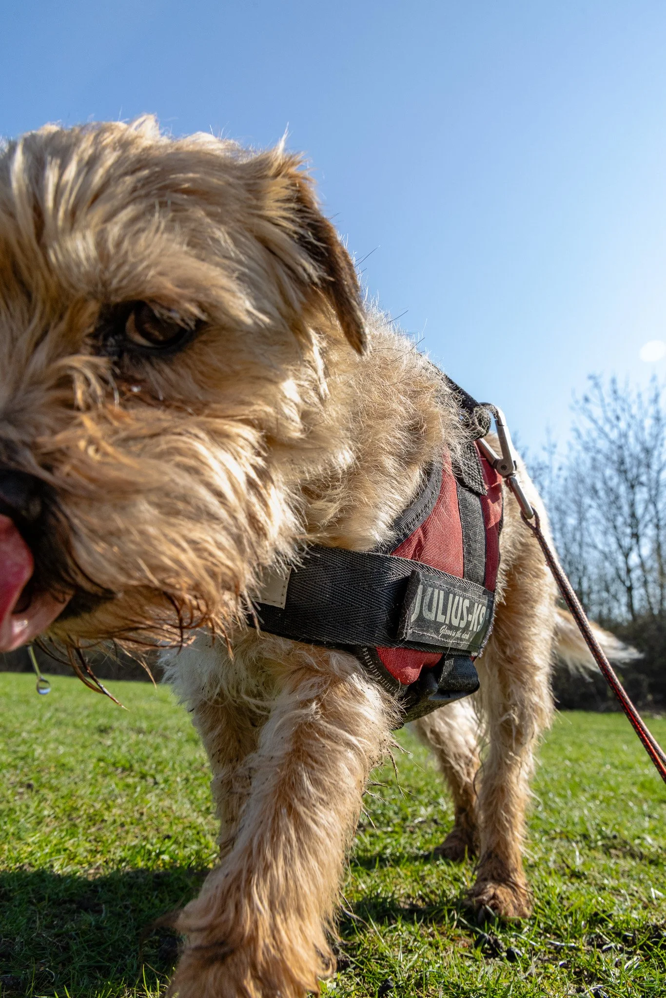 Close-up of a small, tan, and slightly scruffy dog wearing a red and black harness outside on a sunny day, with a bright blue sky and some trees in the background.