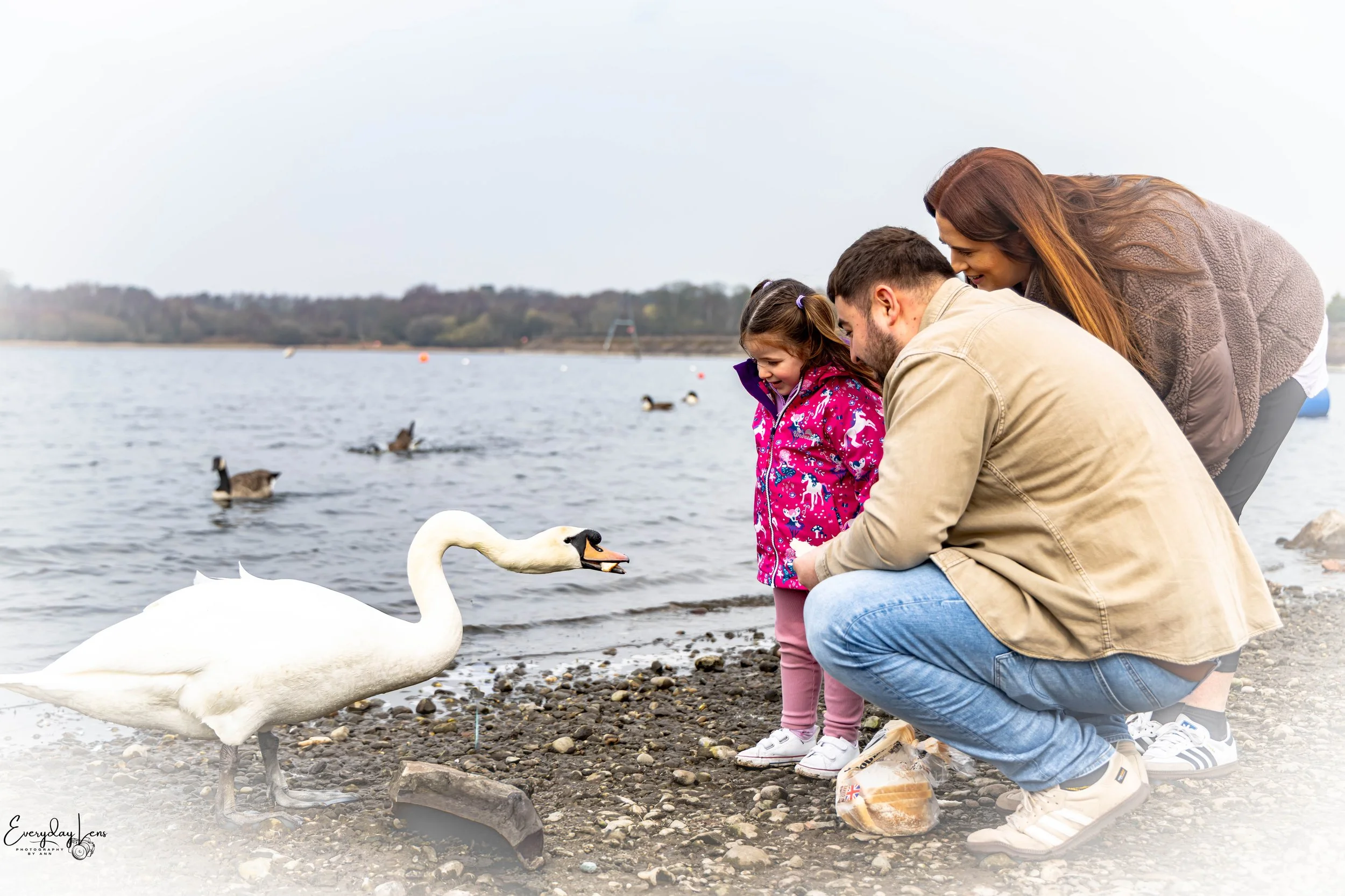 A family of three, consisting of a father, mother, and young daughter, is outdoors on a lakeshore feeding a swan and ducks. The father is squatting, the mother is bending, and the girl is standing, all smiling and looking at the animals.