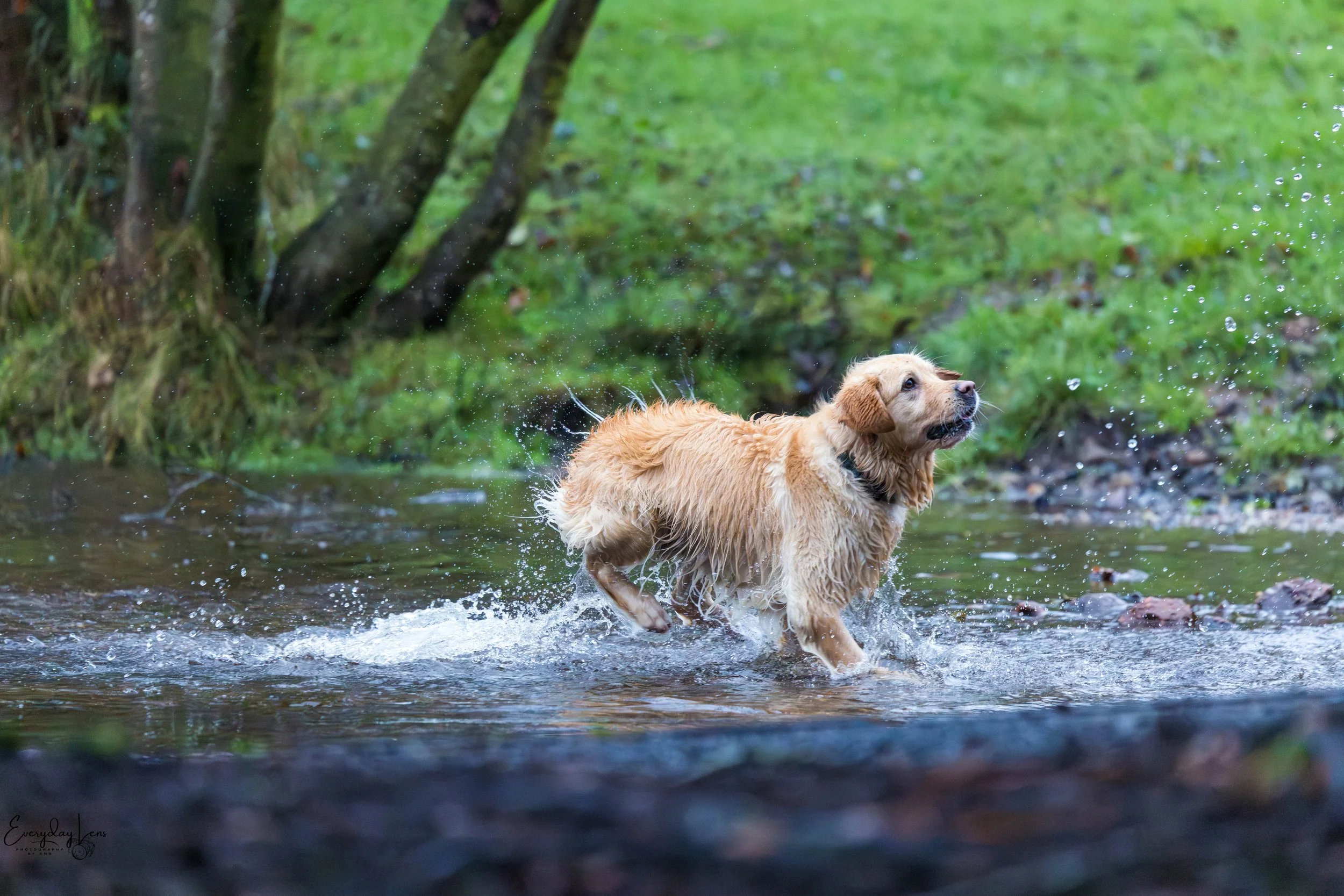 A golden retriever dog playing in a shallow stream with green grass and trees in the background.