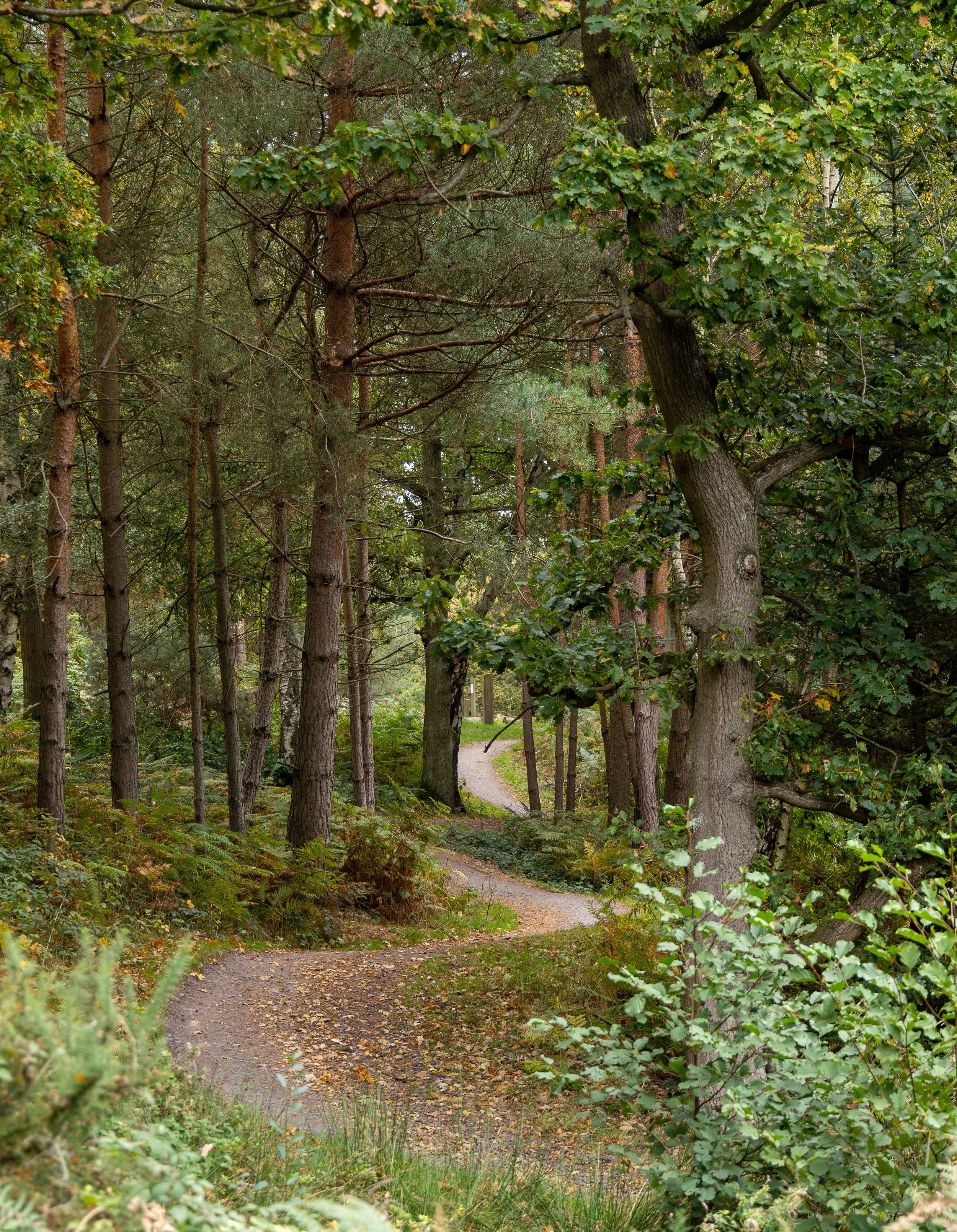 A winding dirt path through a forest with tall trees and green foliage.