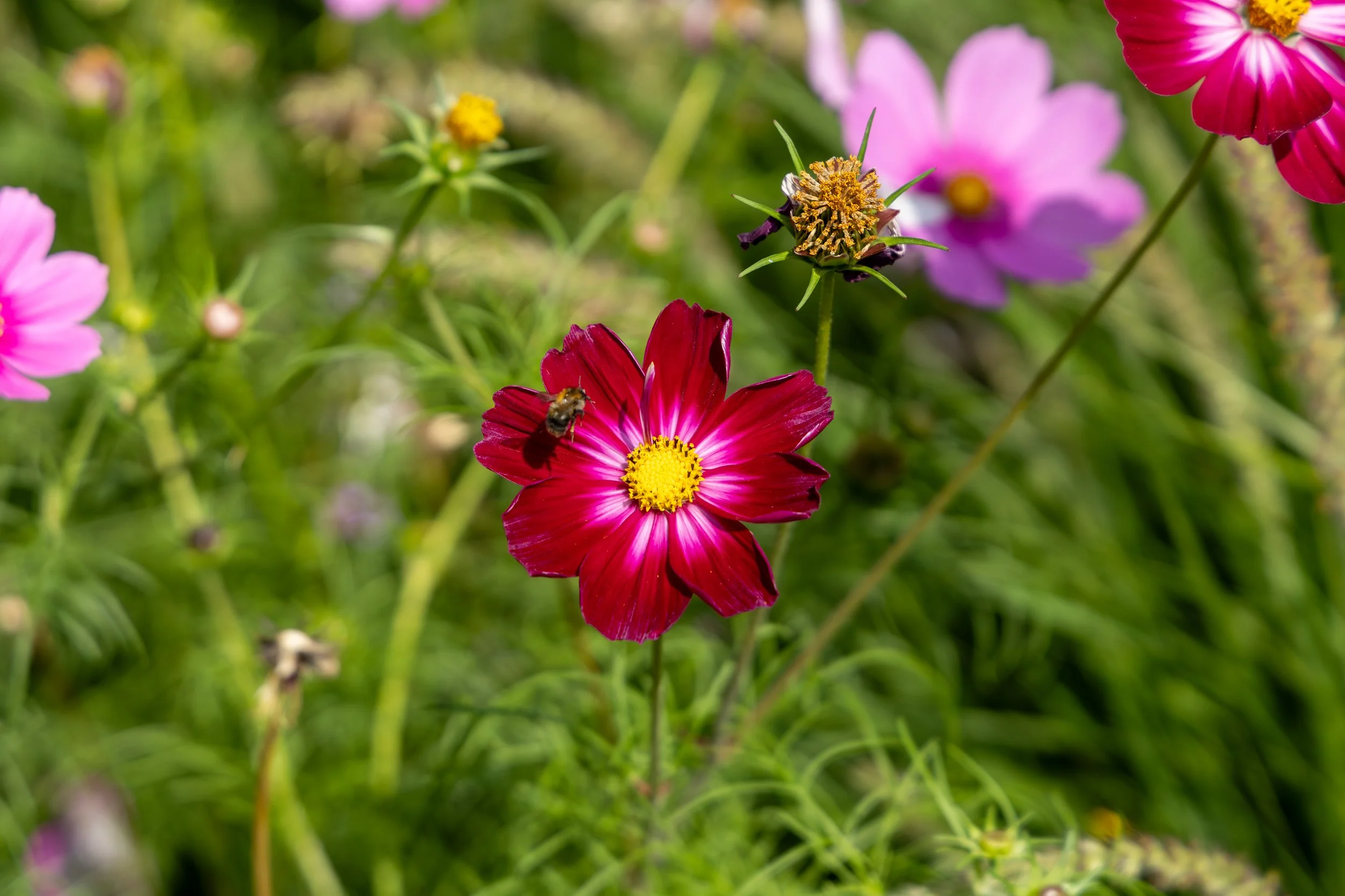Botanical Gardens - Birmingham