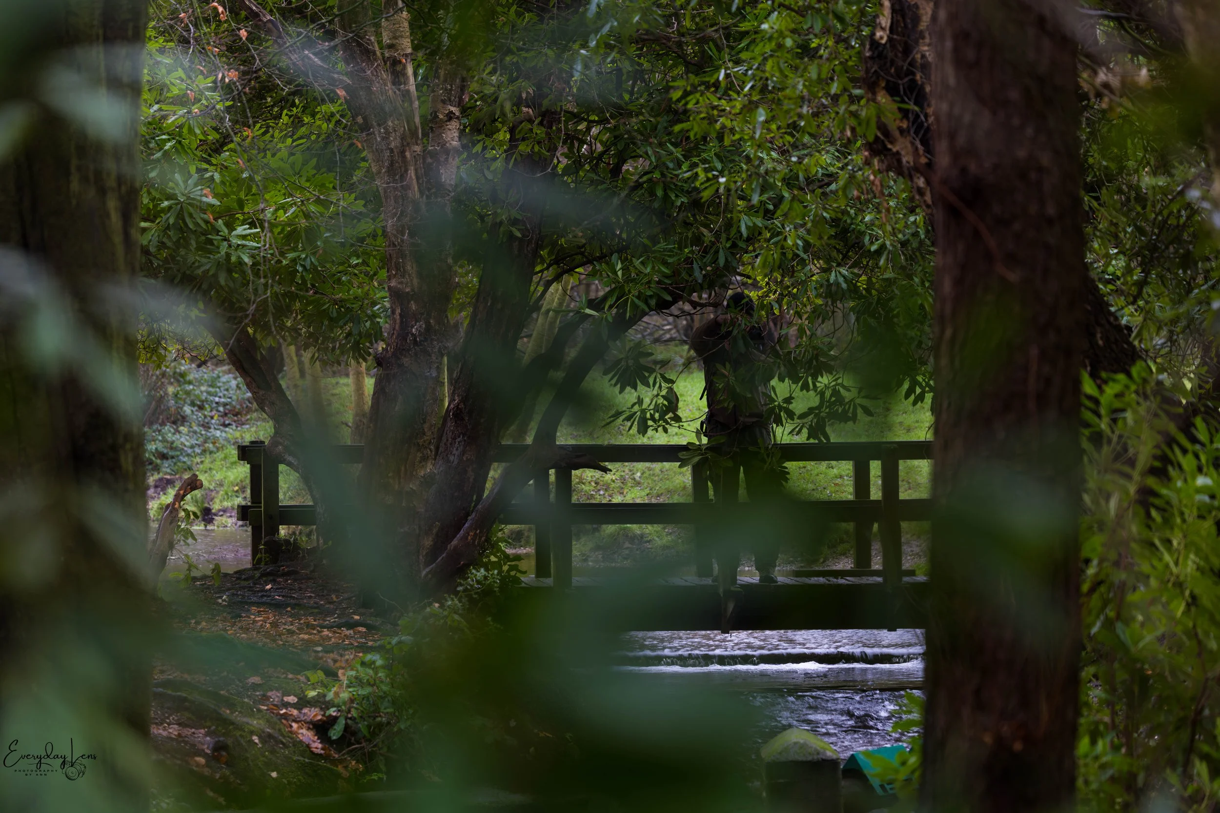 A person standing on a wooden bridge in a lush green forest, partially obscured by dense foliage and trees.