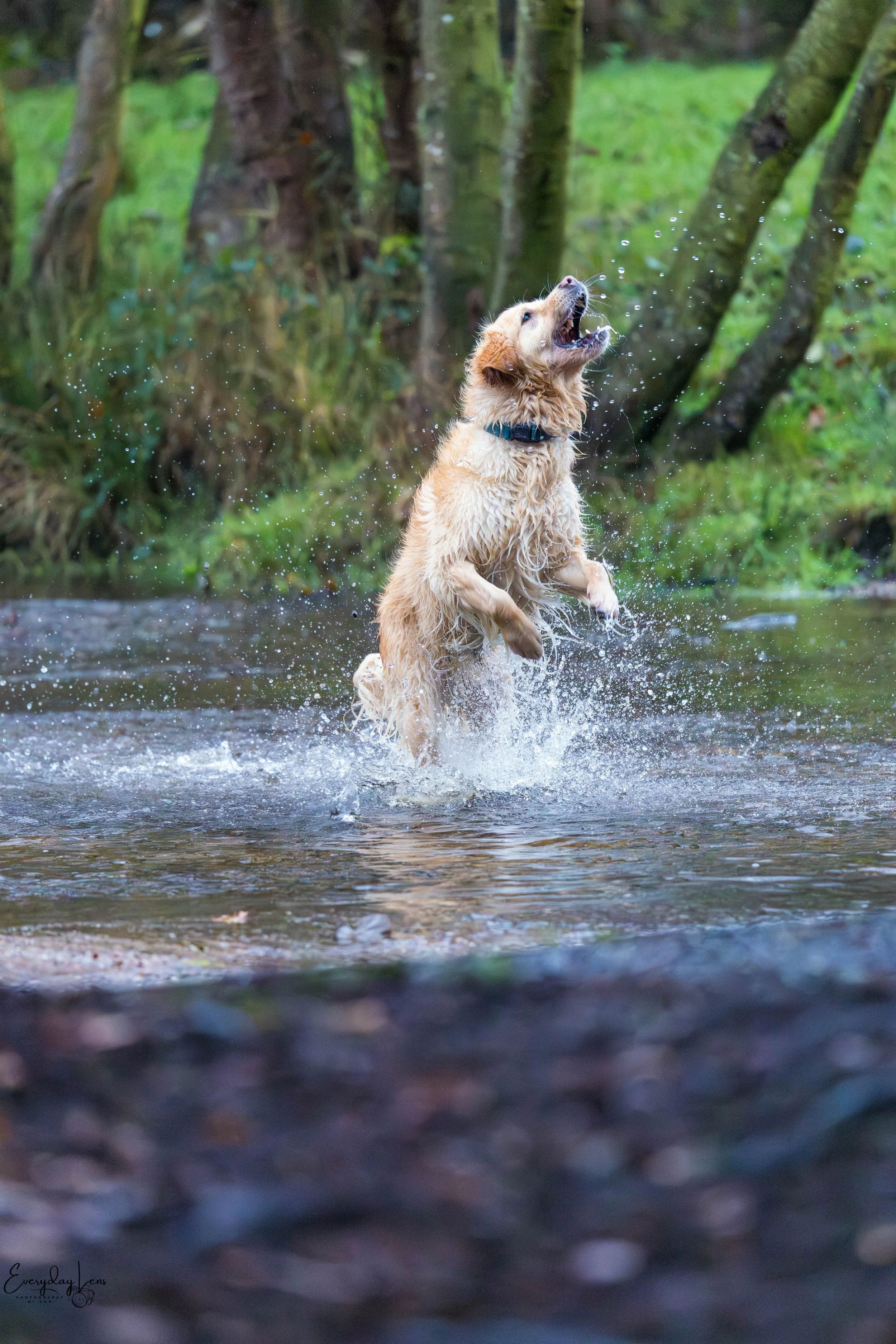 A golden retriever dog jumping in a stream or river with trees in the background.